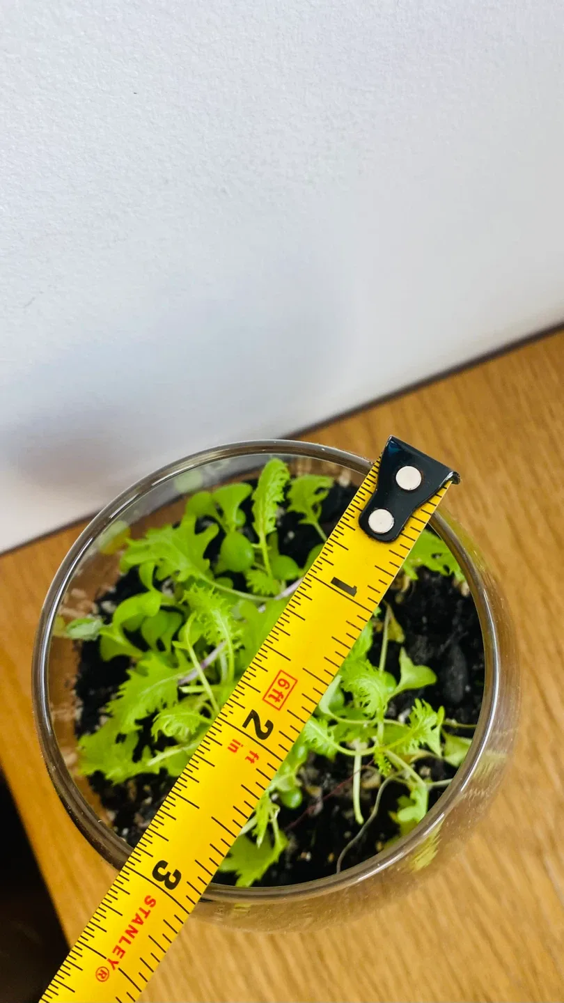 Small Potted Plant in Glass Vase image indicator(3)