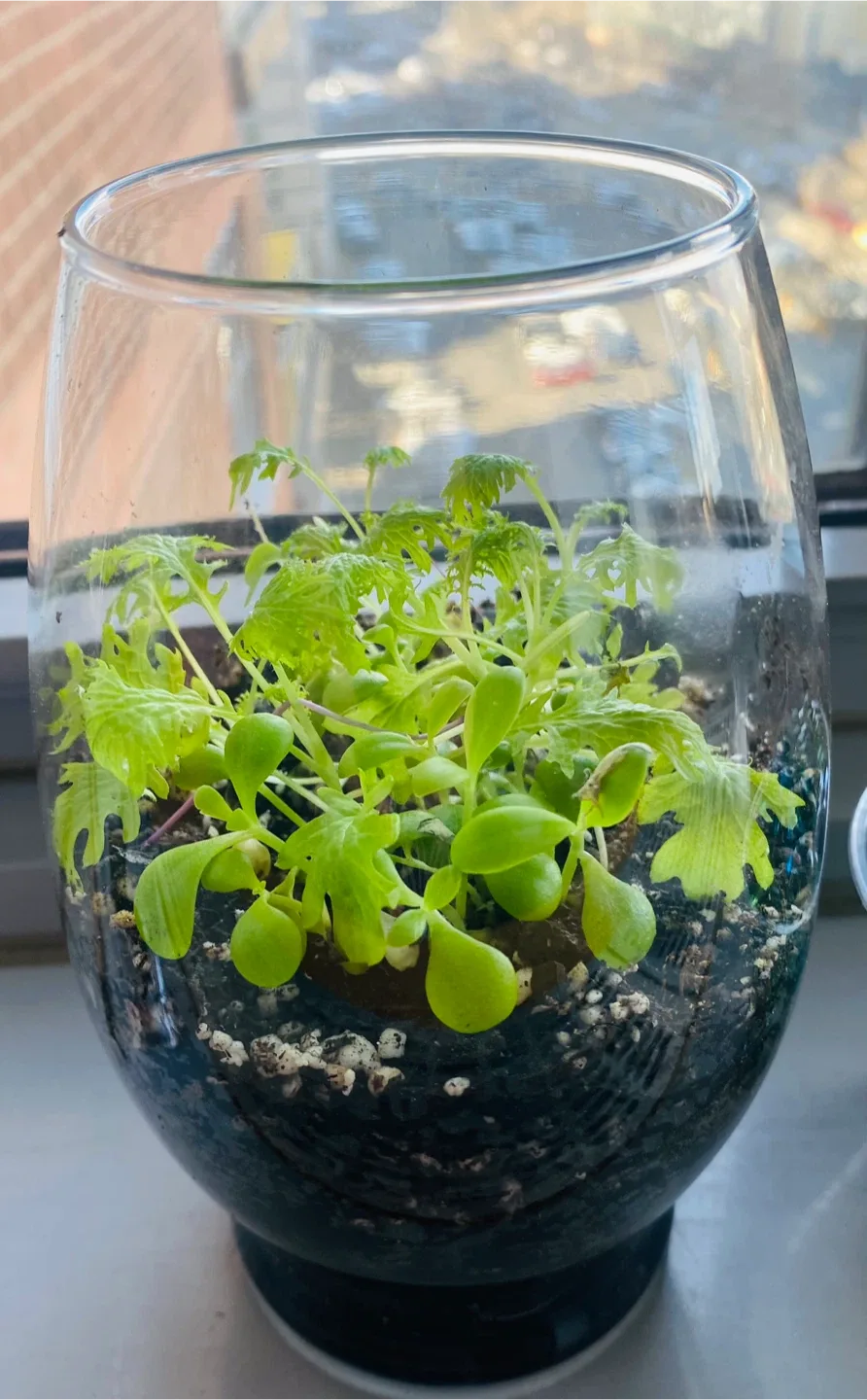 Small Potted Plant in Glass Vase