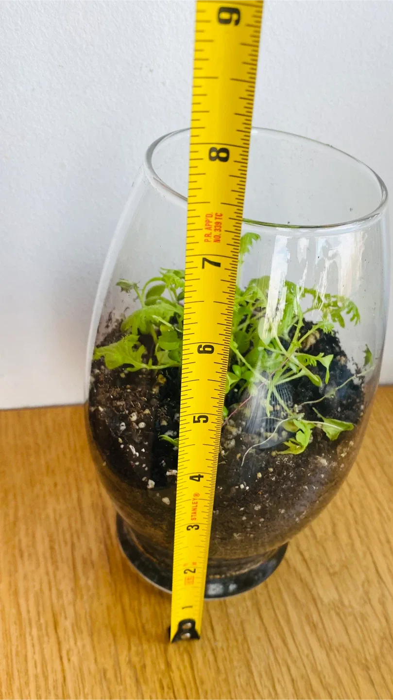 Small Potted Plant in Glass Vase image indicator(2)