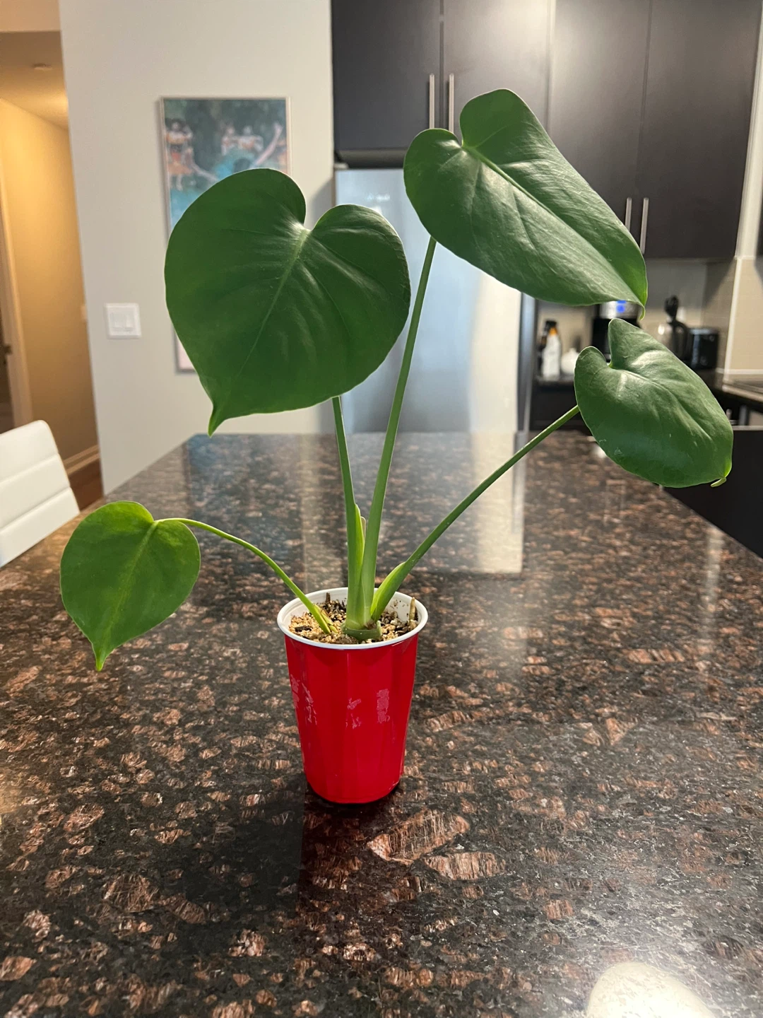 Monstera Deliciosa
