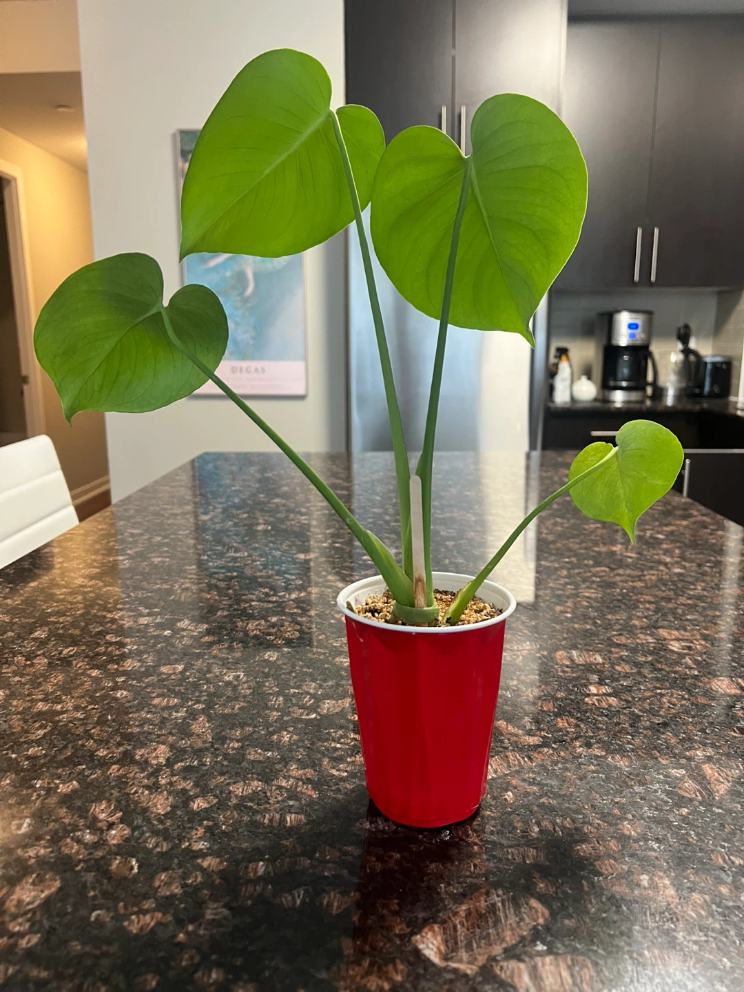 Monstera Deliciosa - photo 2