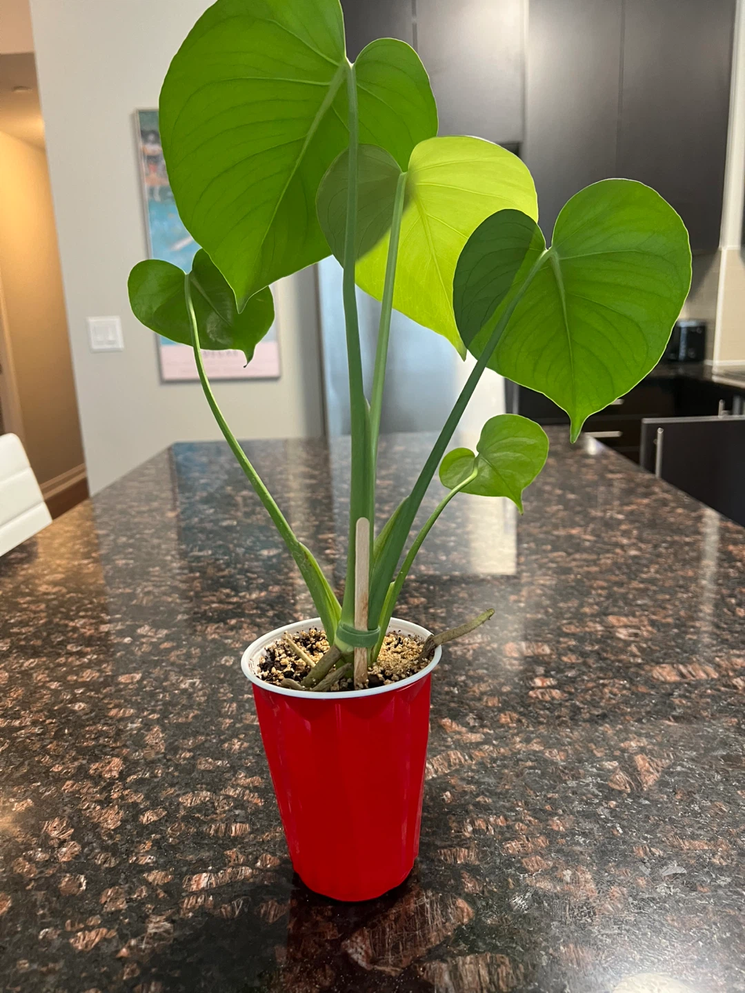Monstera Deliciosa - photo 2