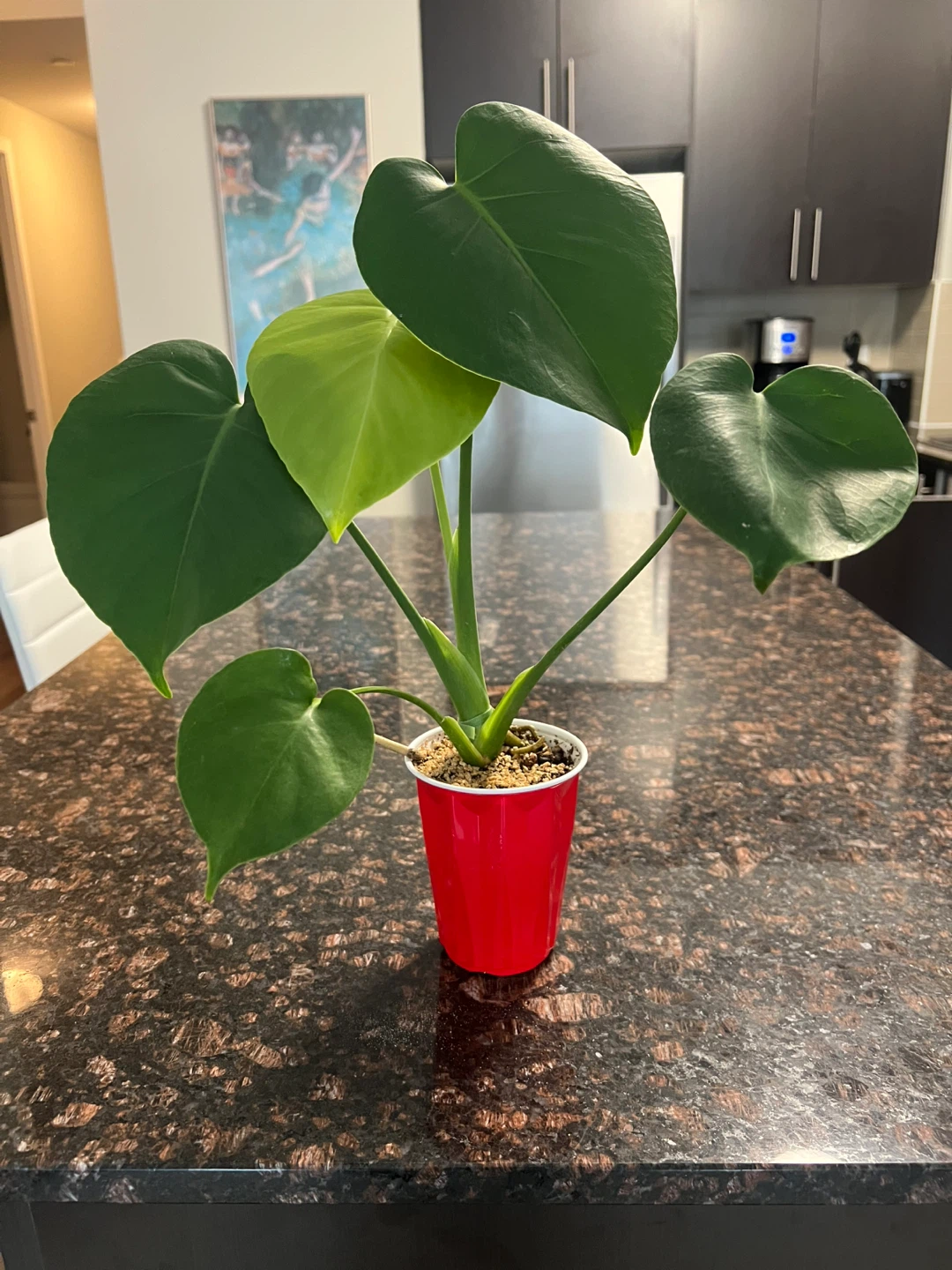 Monstera Deliciosa