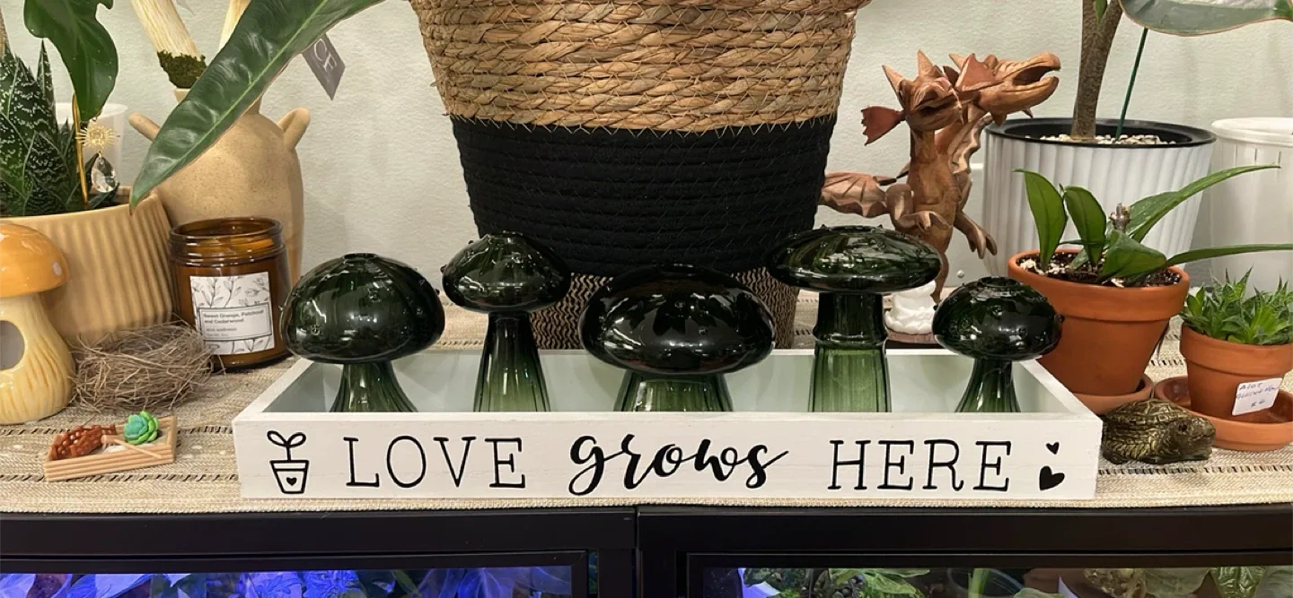 Glass Mushroom Propagation Jar sets