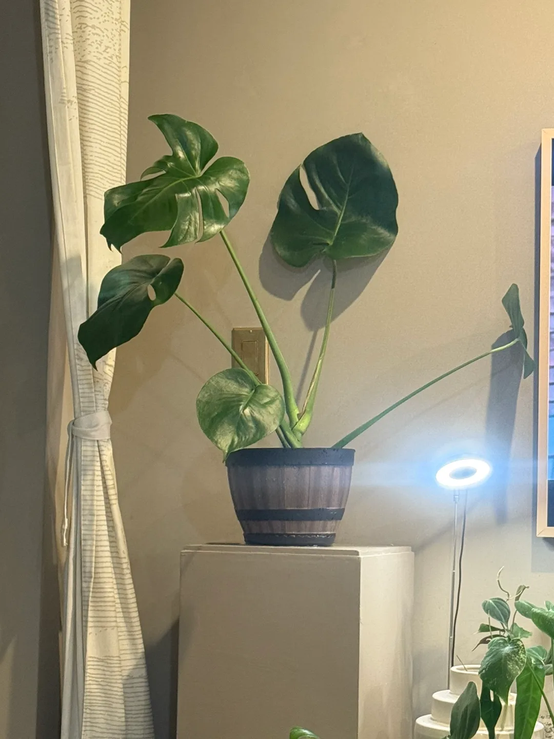 Big Monstera Plant in Decorative Pot