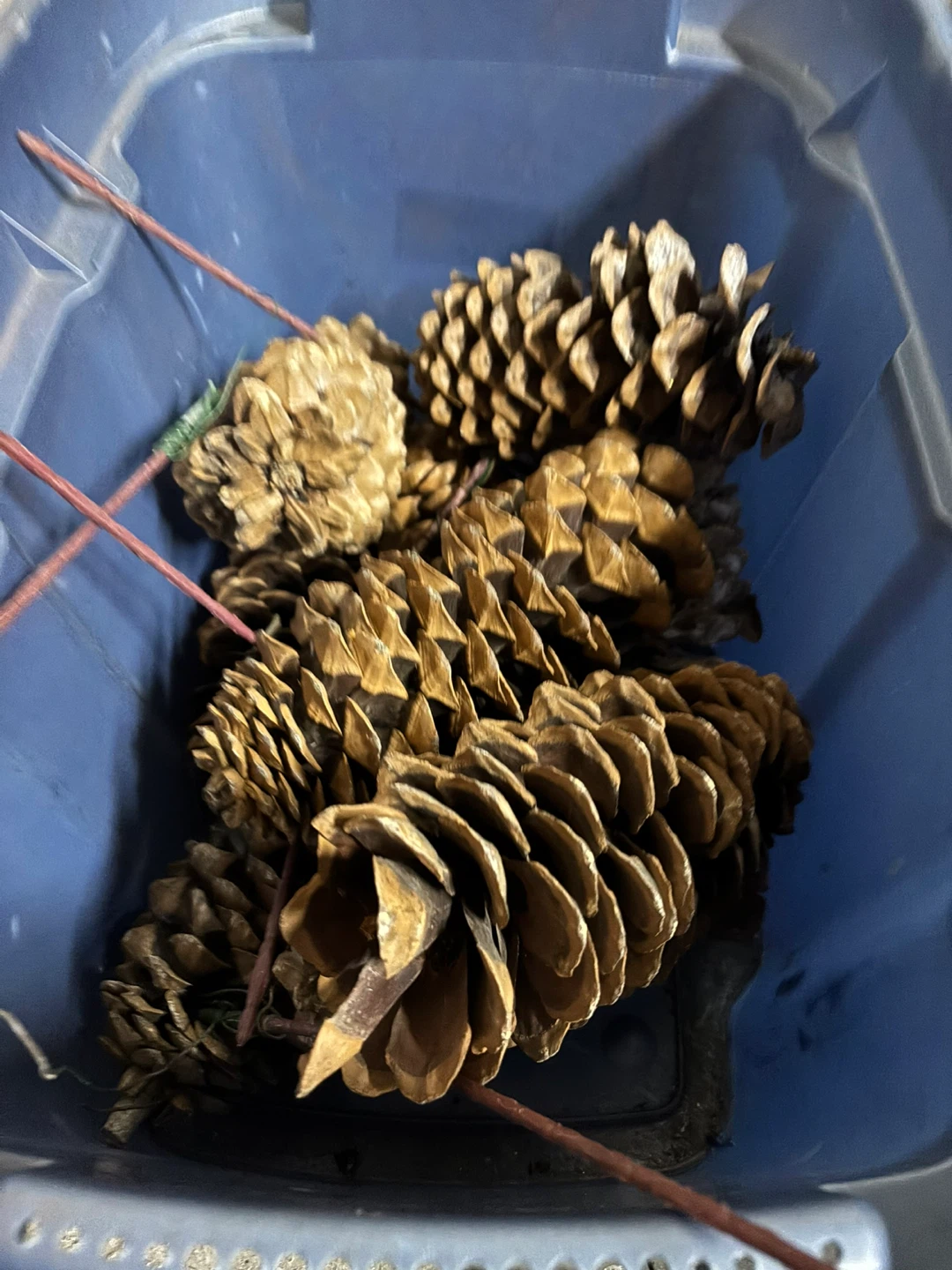 Pine cones