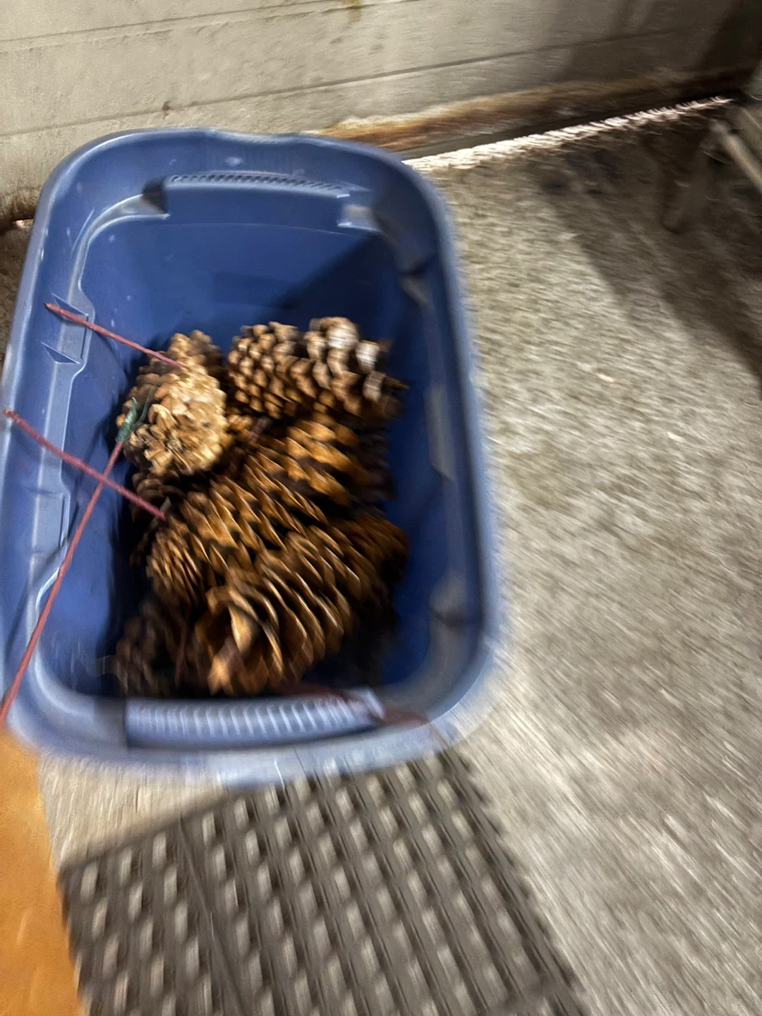 Pine cones - photo 2