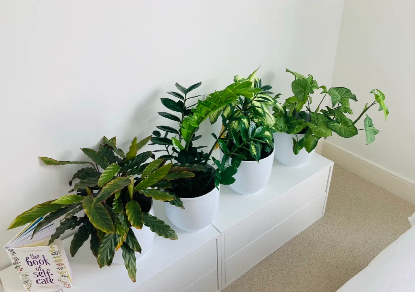 White Ceramic Plant Pots - Set of 7 image indicator(3)