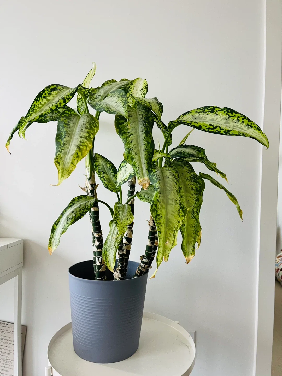 Dieffenbachia Plant in Grey Pot image indicator(4)