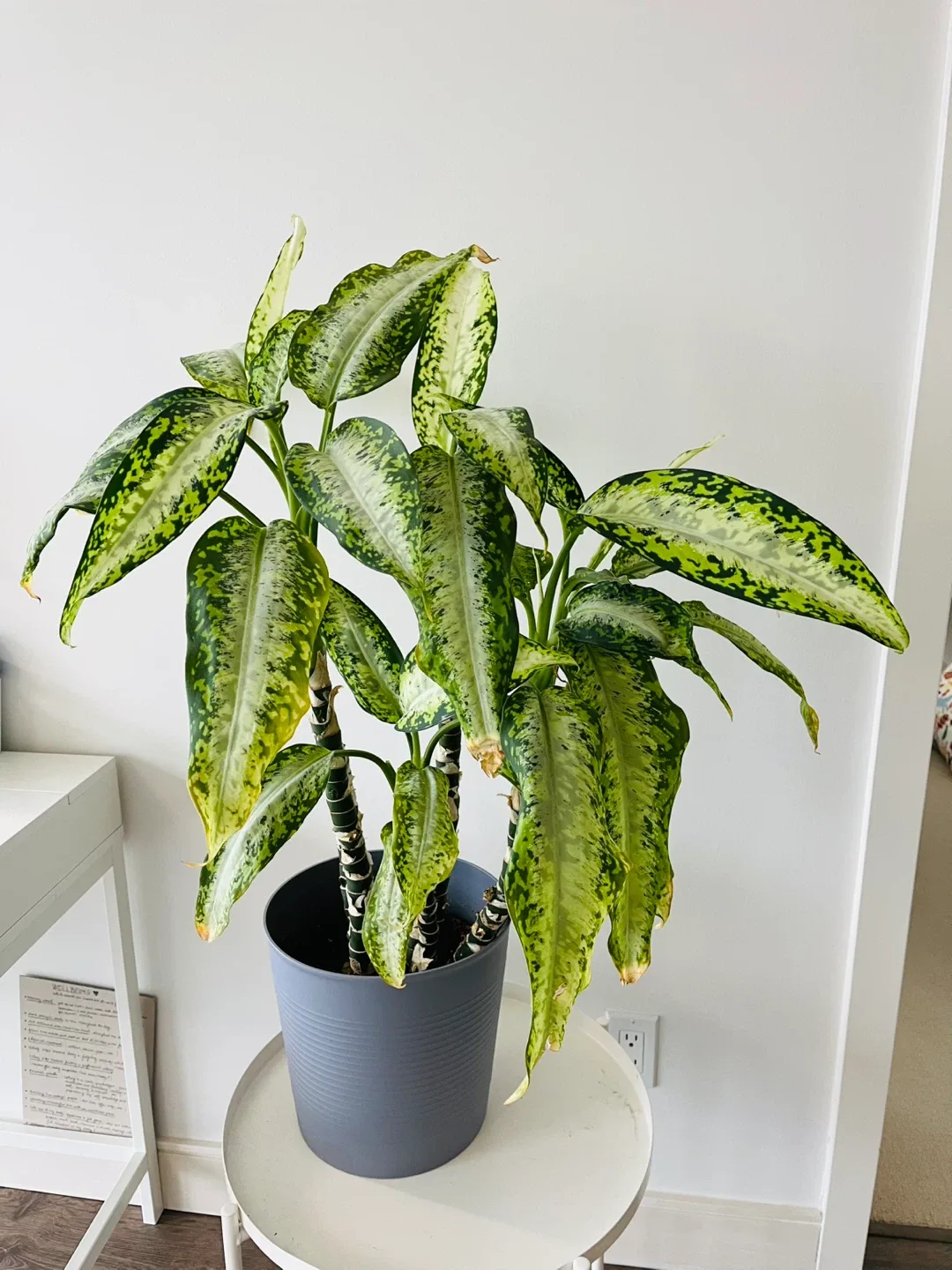 Dieffenbachia Plant in Grey Pot image indicator(2)