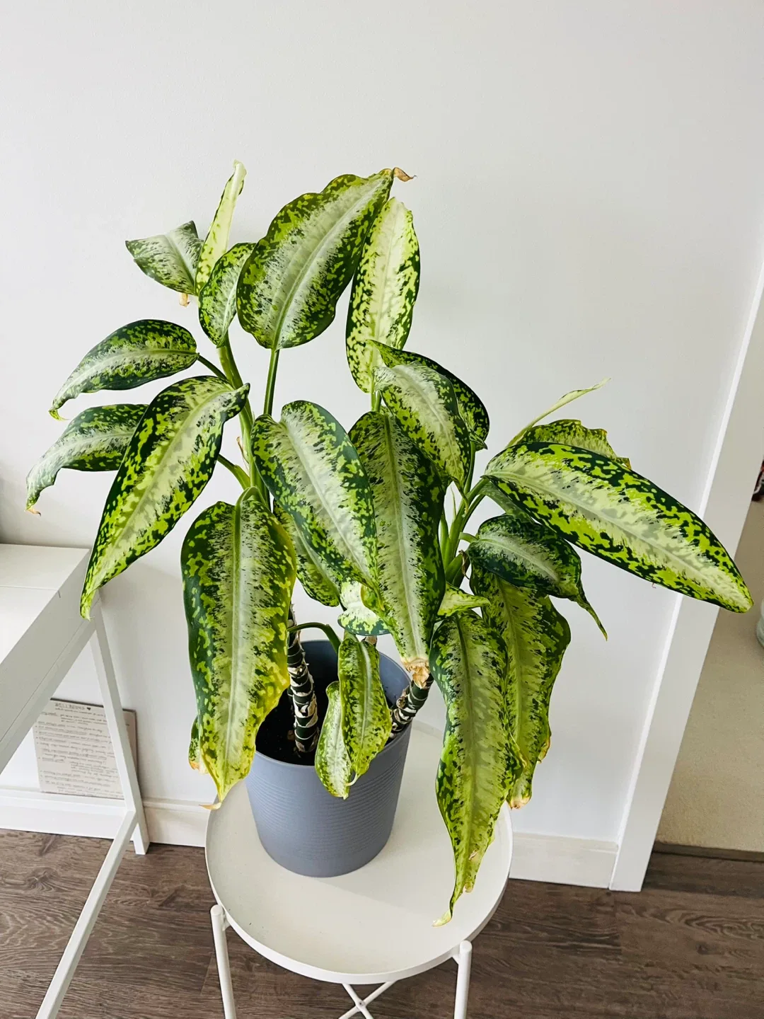 Dieffenbachia Plant in Grey Pot