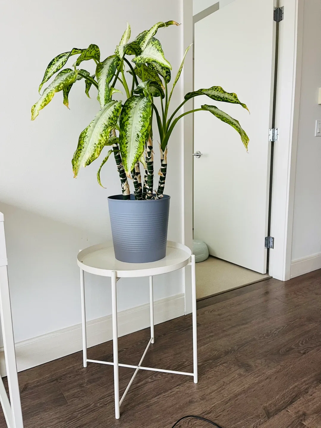 Dieffenbachia Plant in Grey Pot image indicator(5)