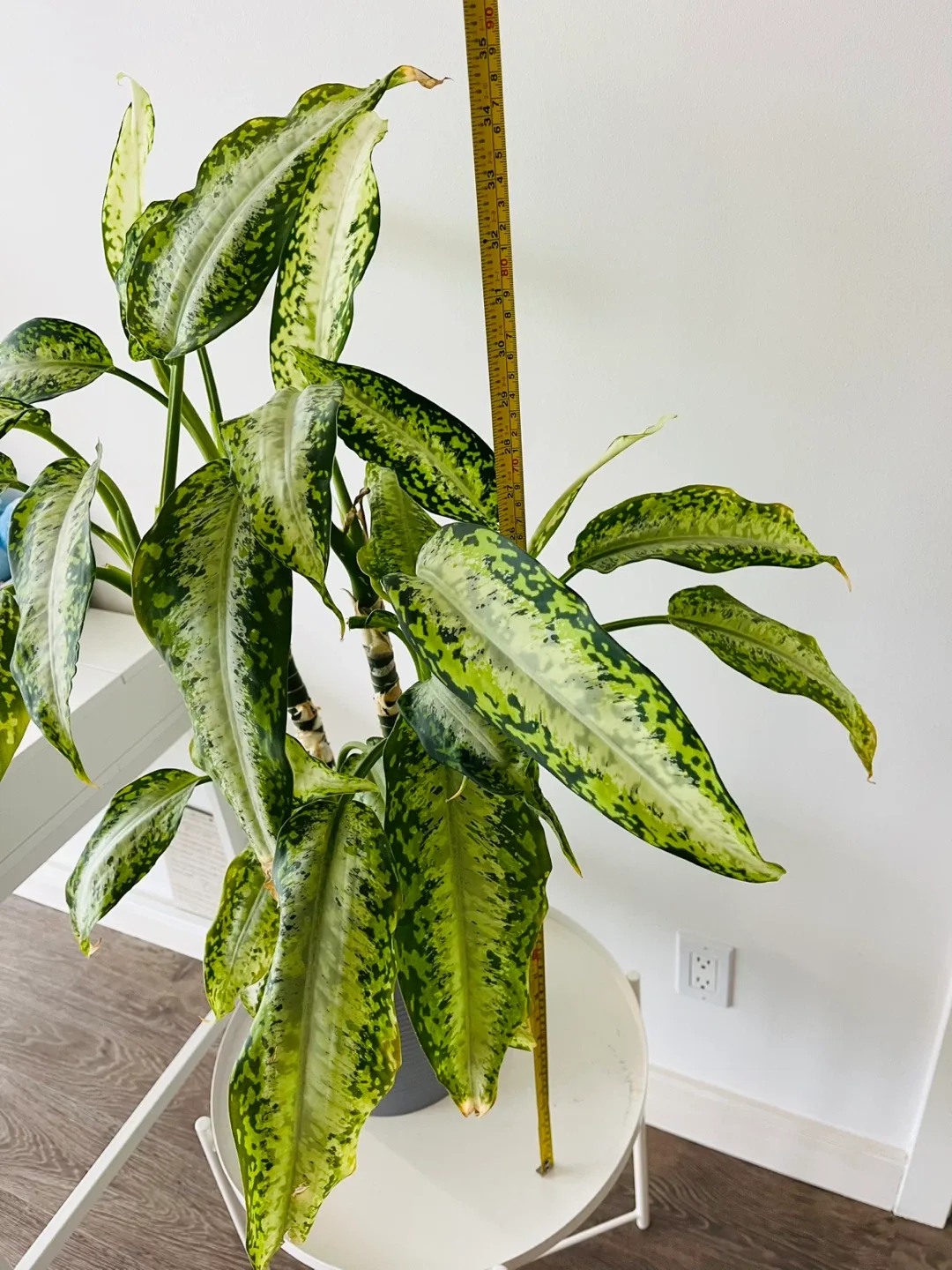 Dieffenbachia Plant in Grey Pot image indicator(3)