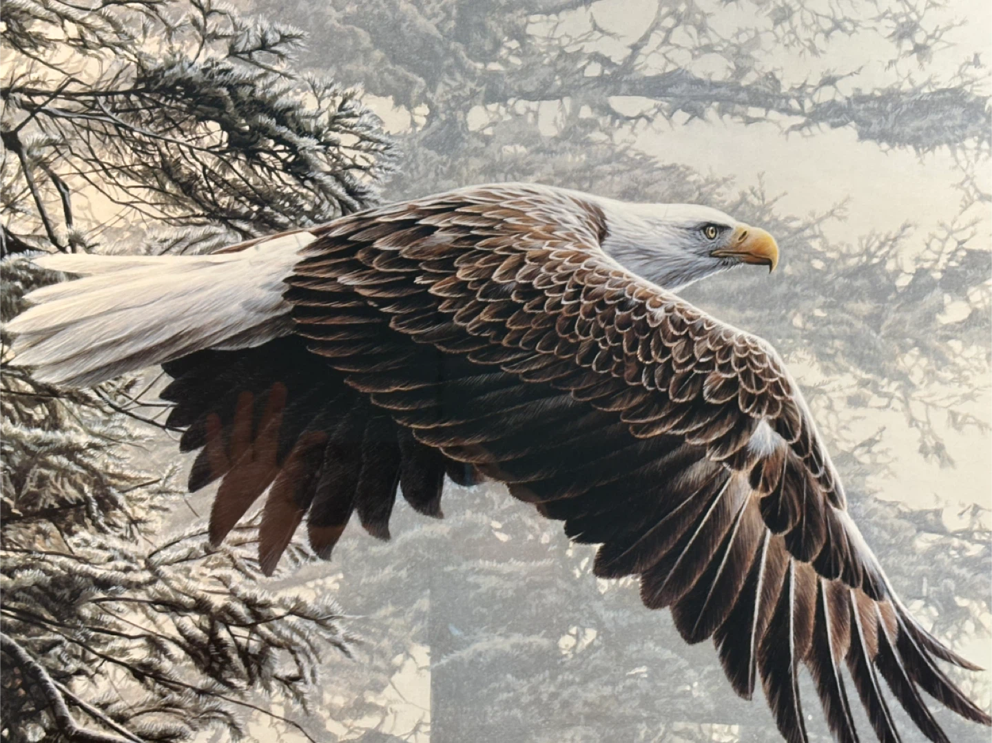Eagle in flight framed - photo 2