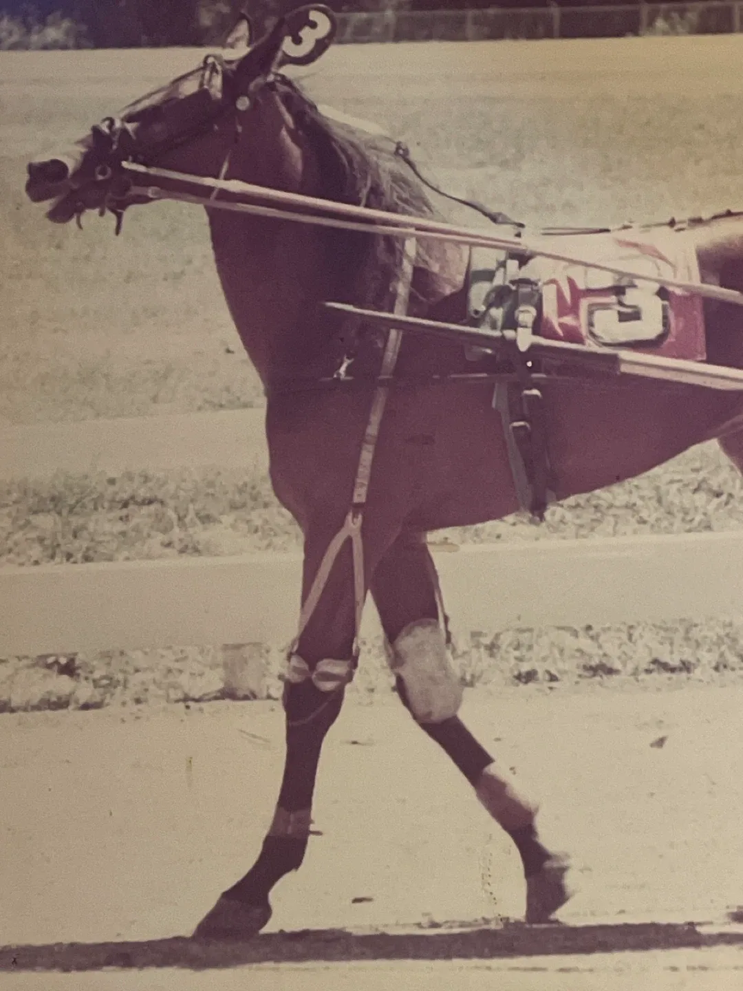 Vintage framed photo of Sissy Spur 6,2:04.1f ($100,689) image indicator(3)