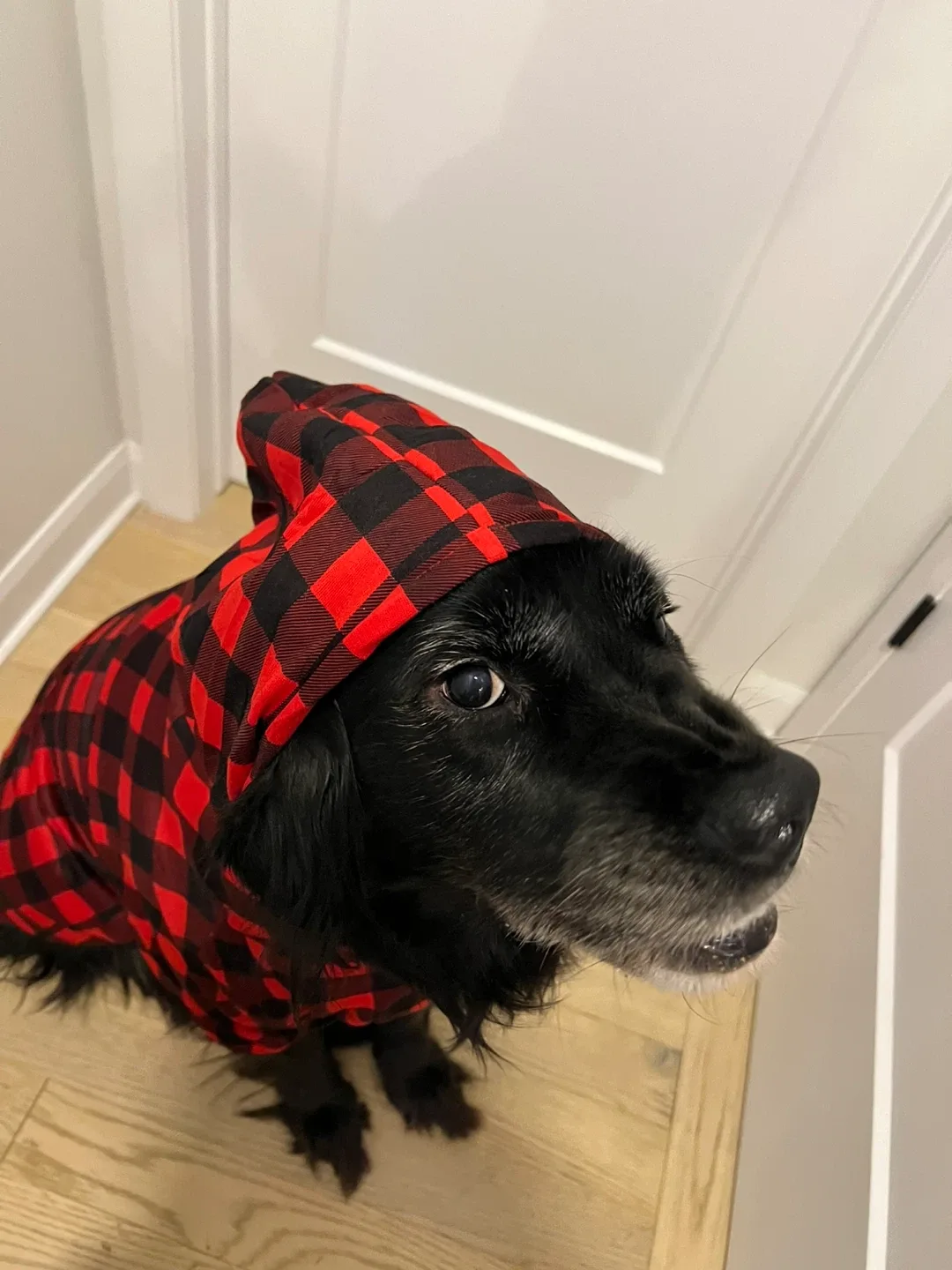 Red & Black Plaid Dog Hoodie