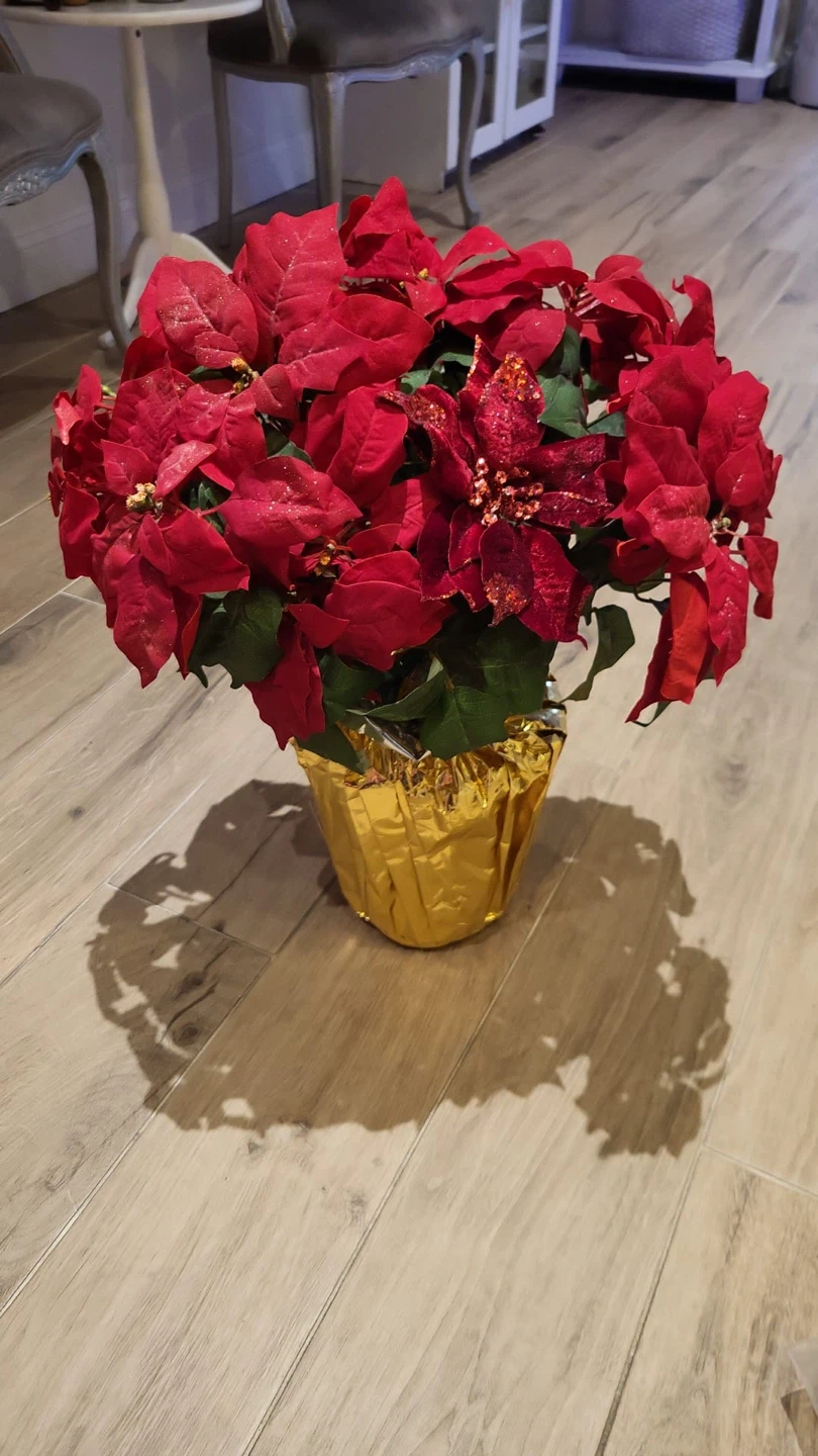 Red Poinsettia Plant
