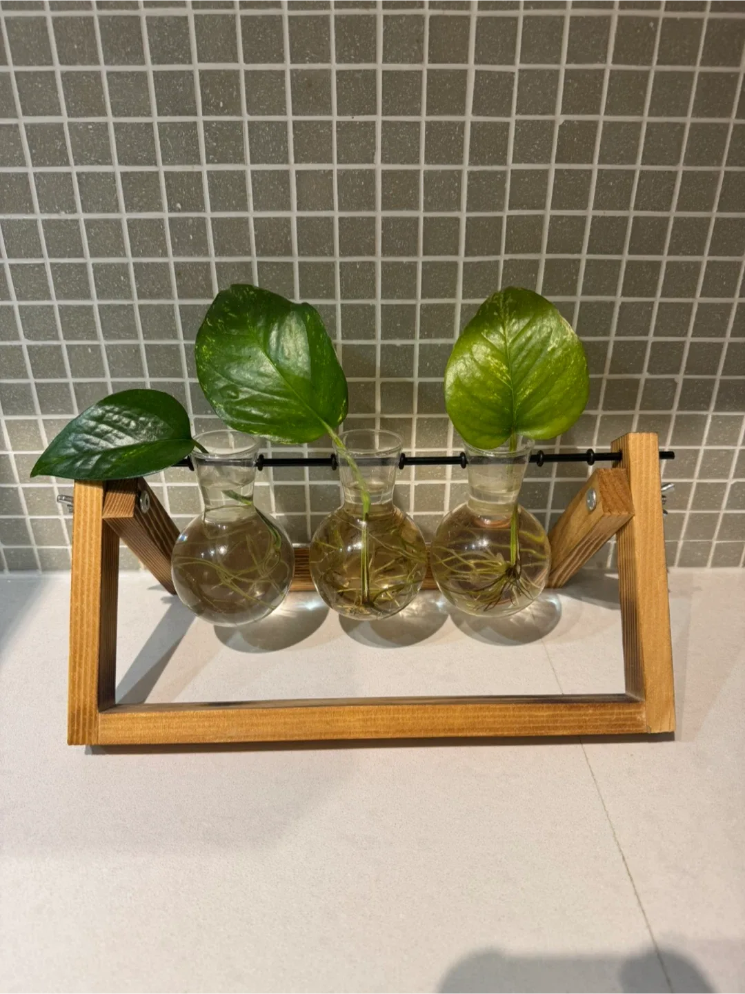 Triple Bulb Propagation Station