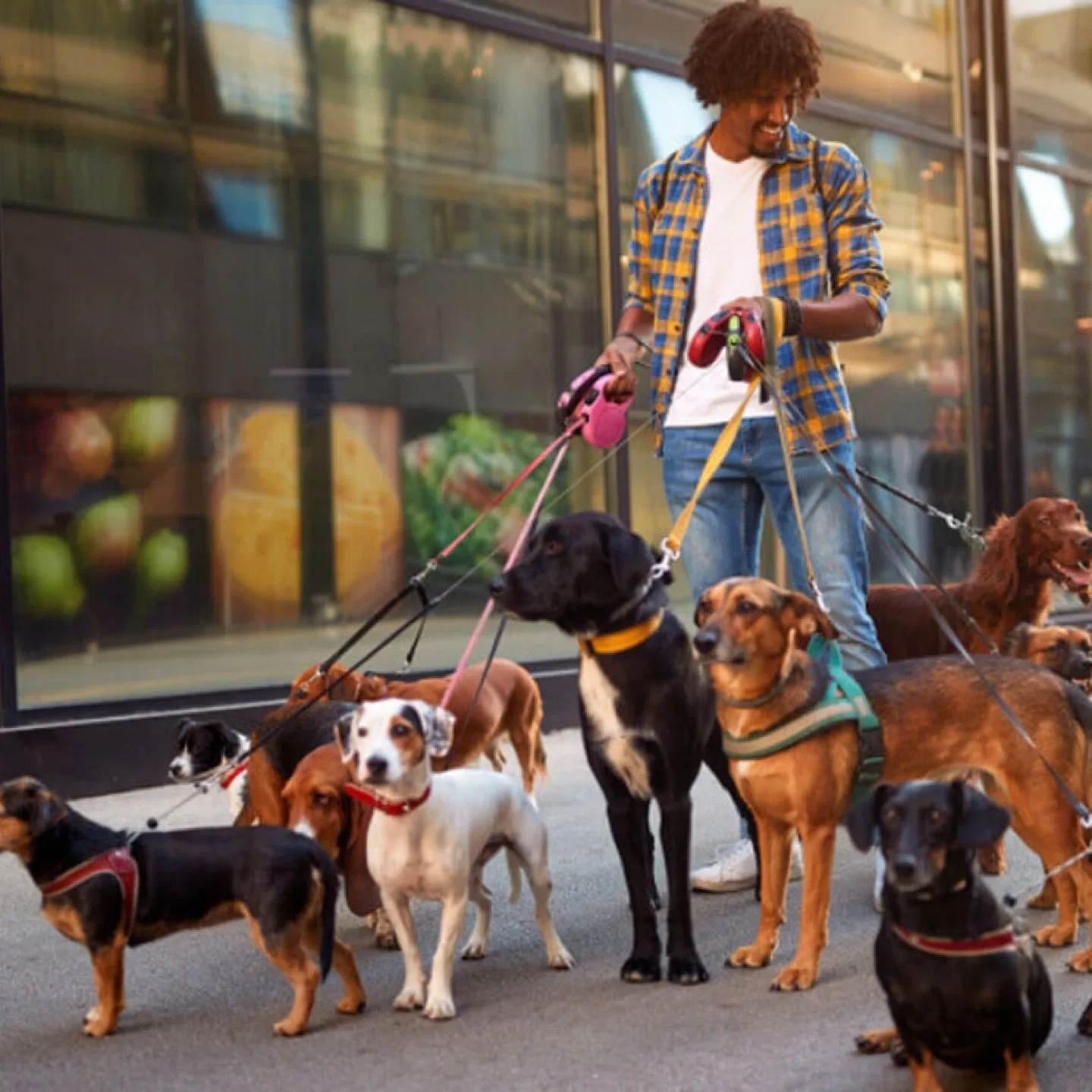 Dog walker,  Your Dog’s Daily Adventure is waiting!!!