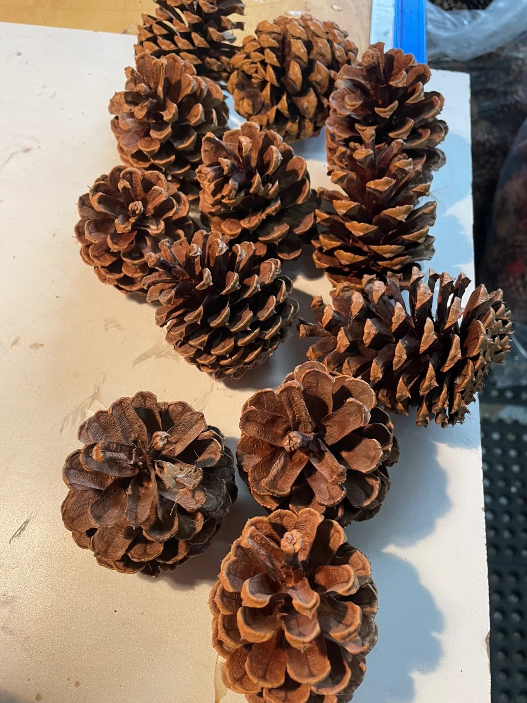 Pine Cones - photo 2