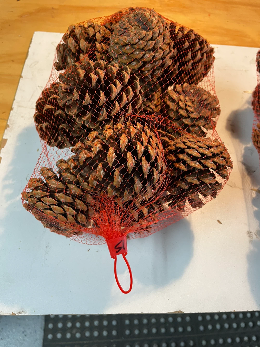 Pine Cones