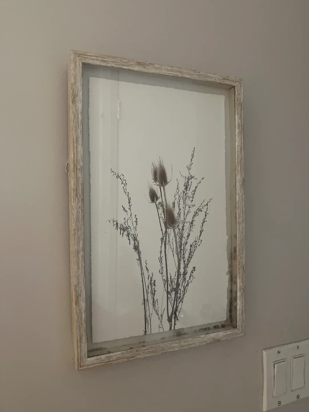 Framed Botanical Print