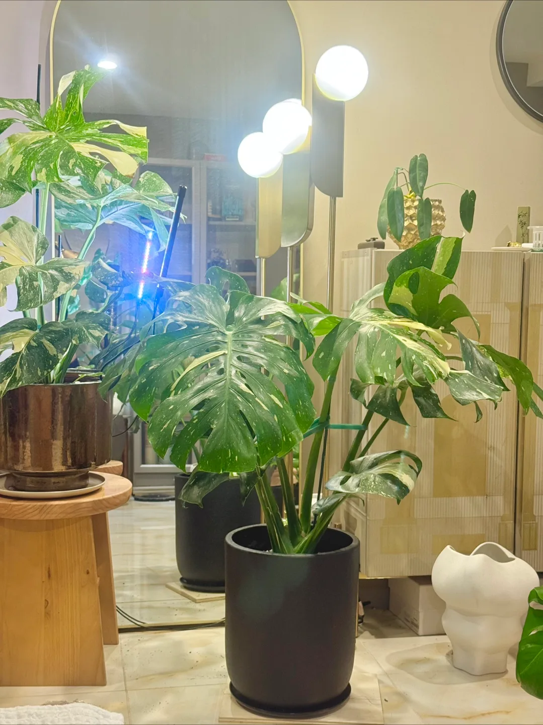 huge size Monstera Thai Constellation with planter