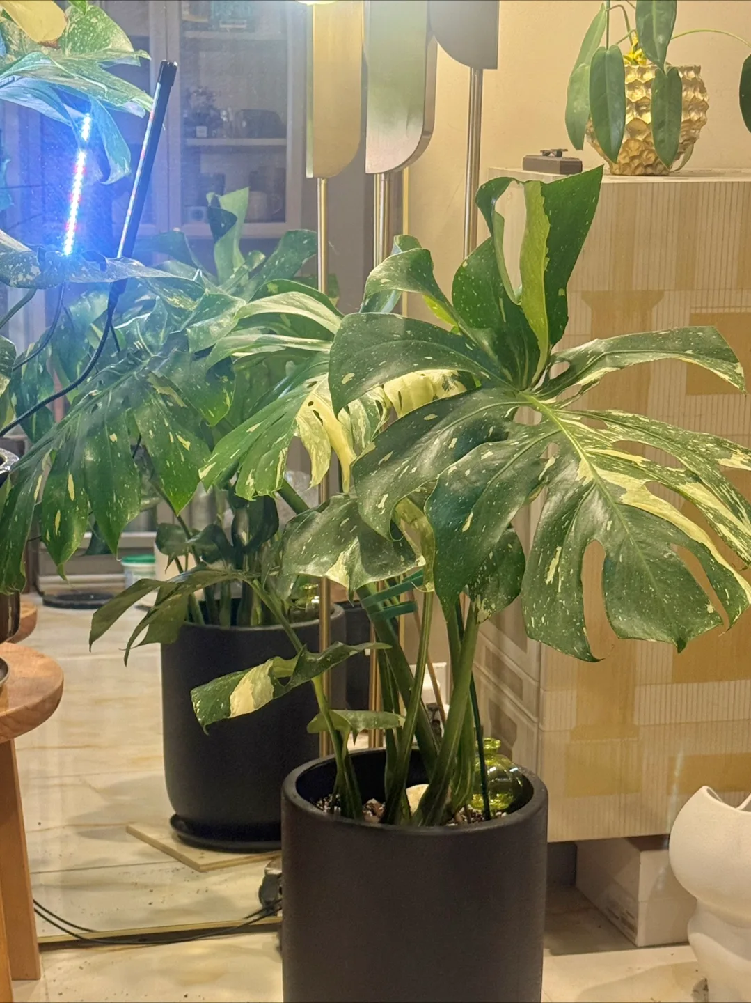 huge size Monstera Thai Constellation with planter image indicator(2)