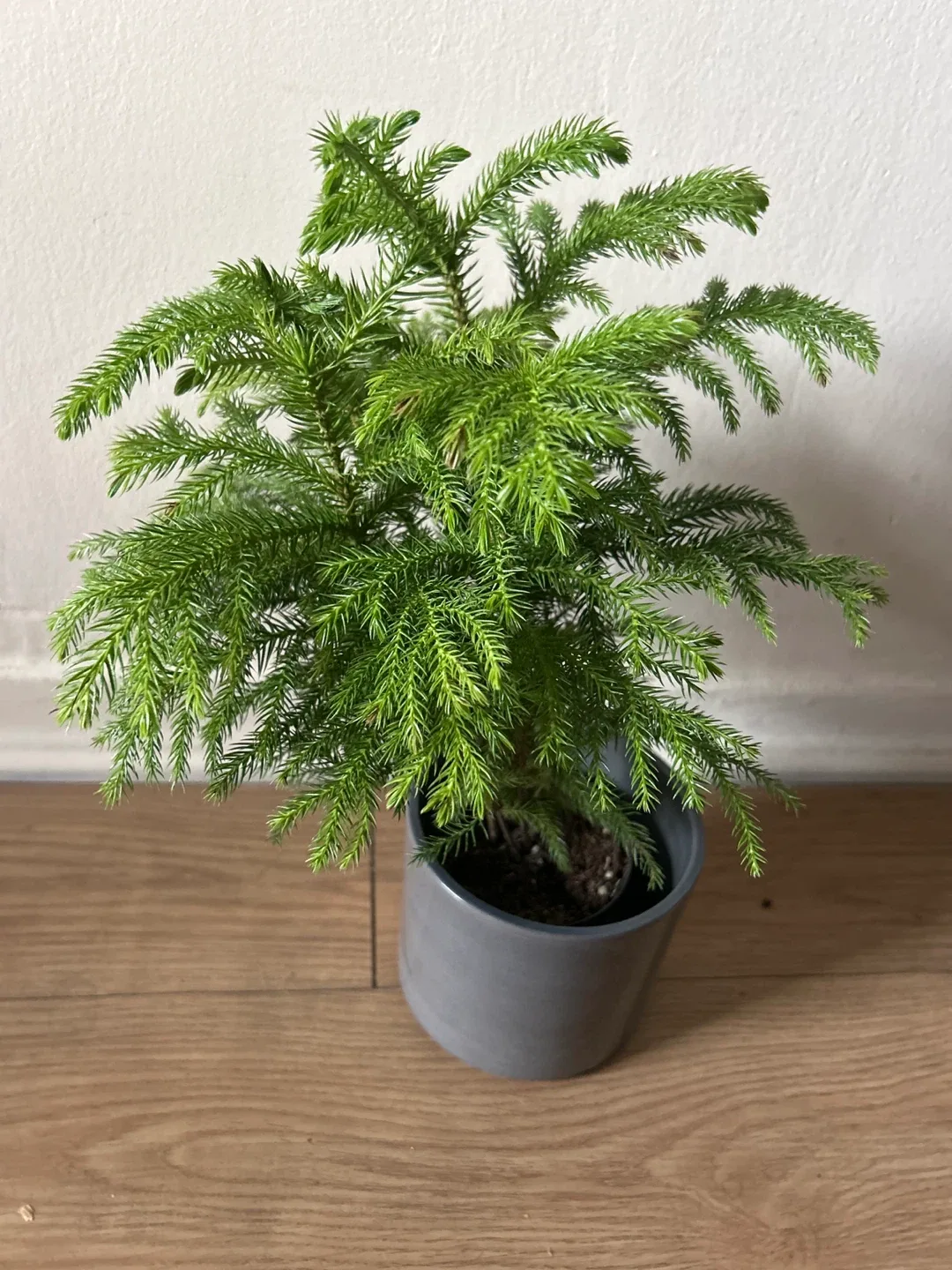 Norfolk Island Pine in Grey Pot