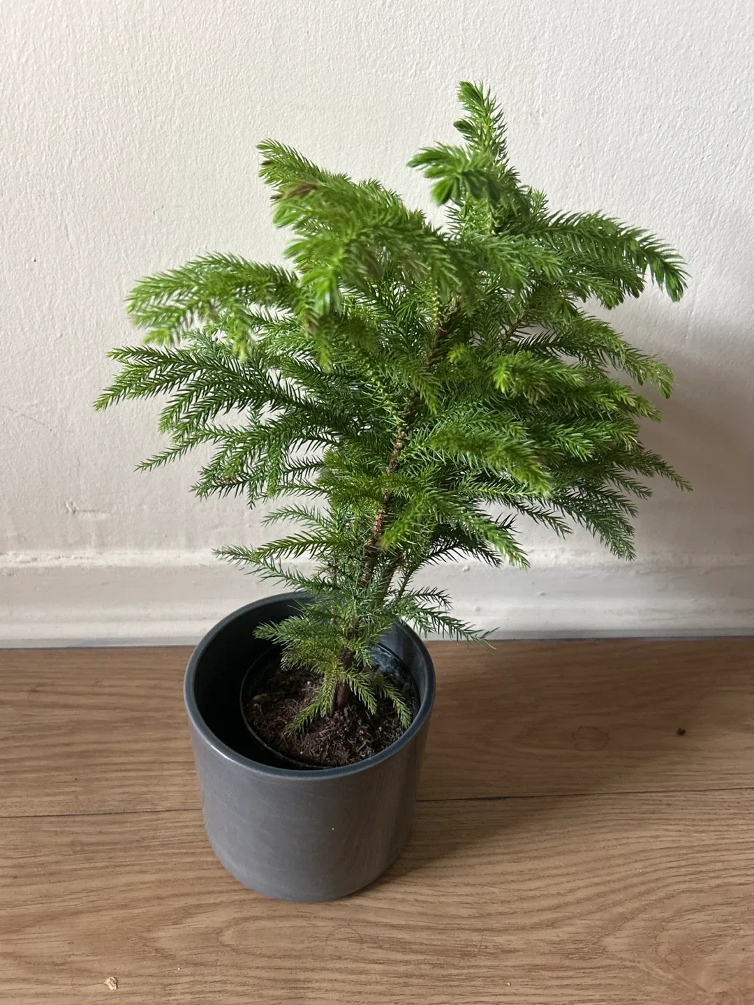 Norfolk Island Pine (Mini Christmas Tree) image indicator(2)