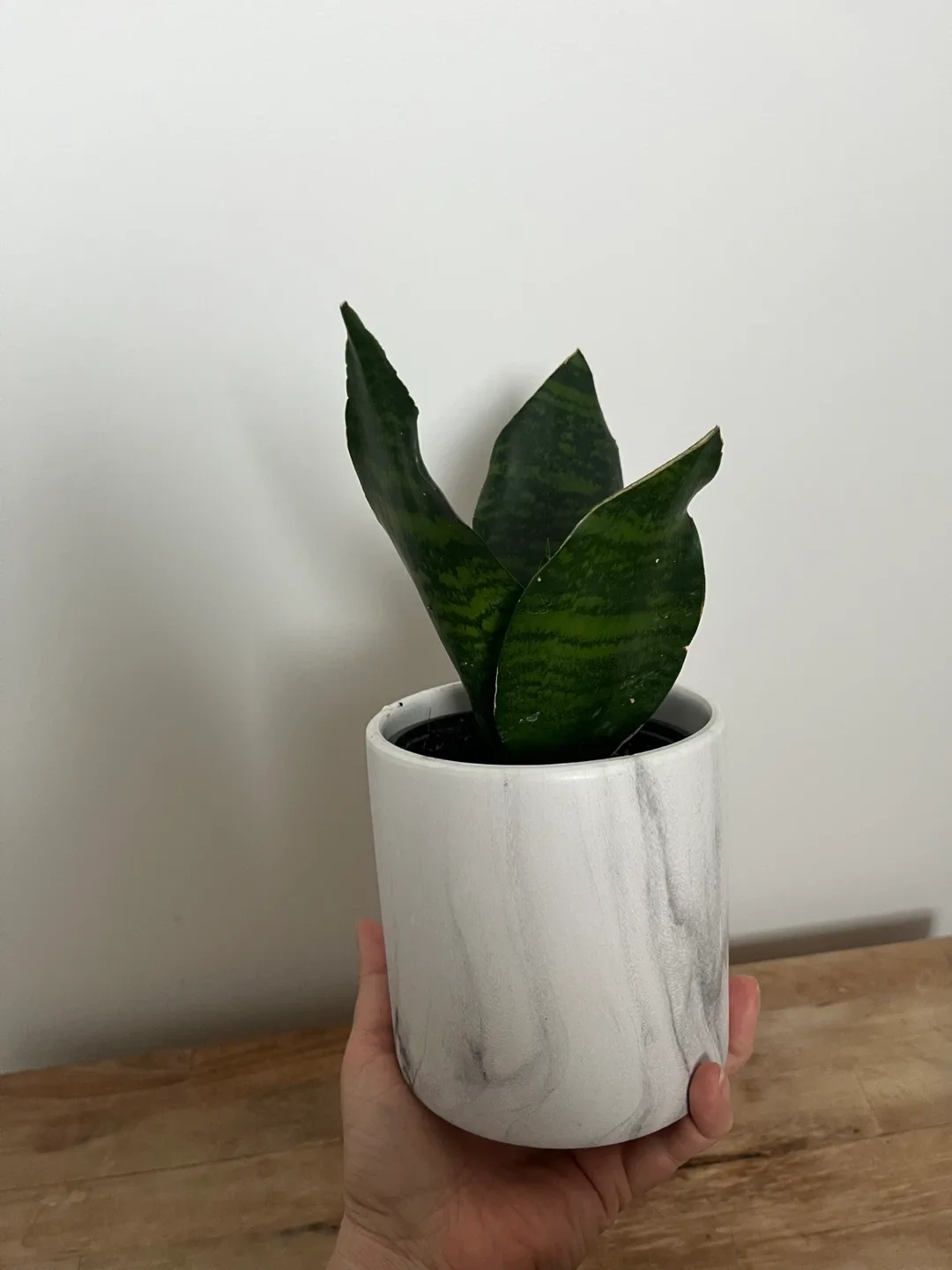 Snake Plant in Marble Pot image indicator(5)