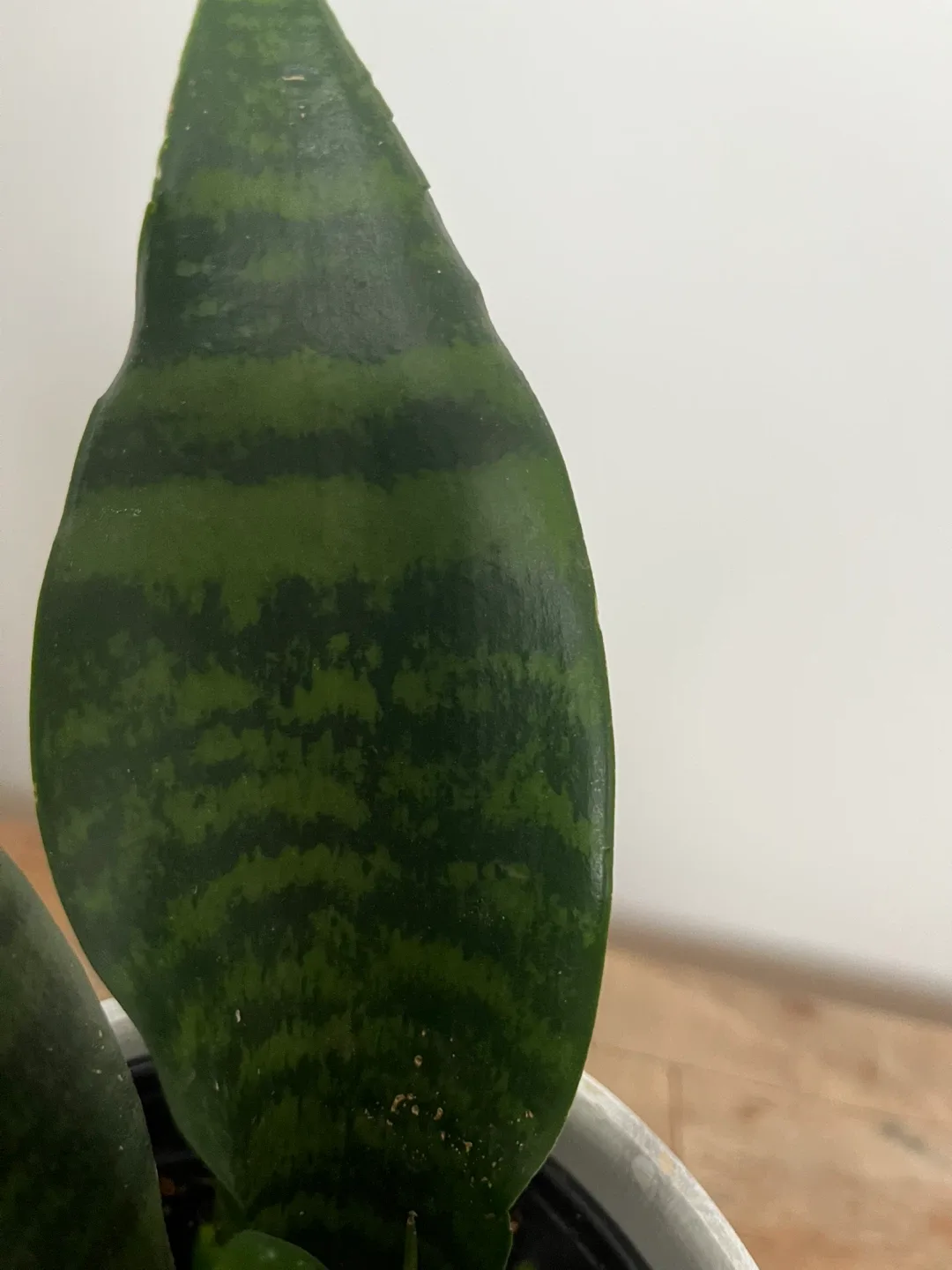 Snake Plant in Marble Pot image indicator(6)