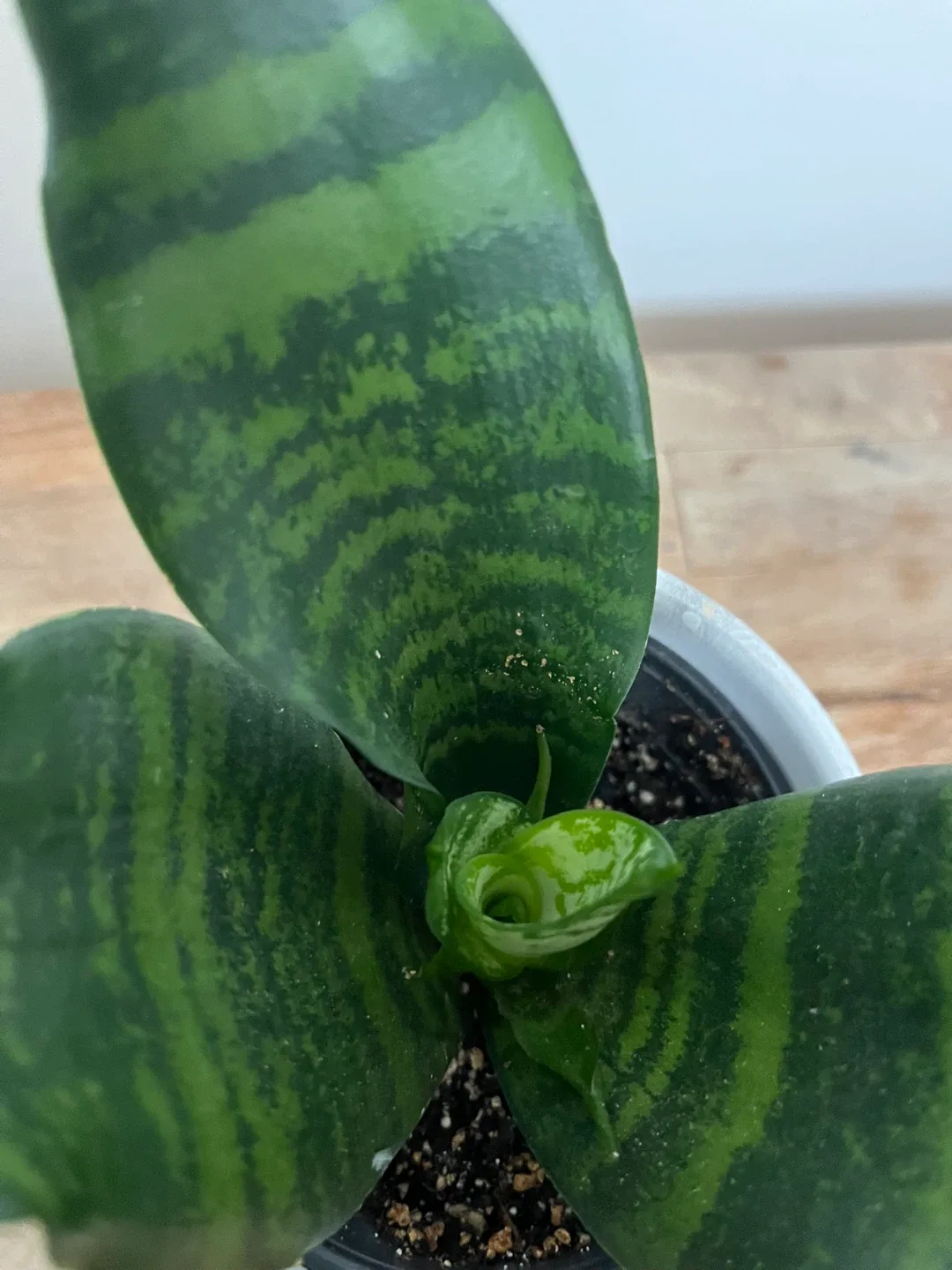 Snake Plant in Marble Pot image indicator(7)