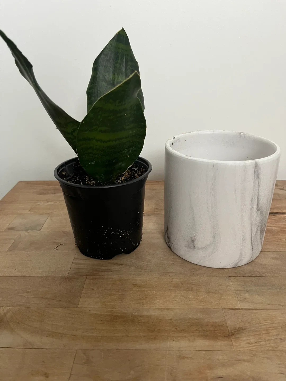 Snake Plant in Marble Pot image indicator(4)