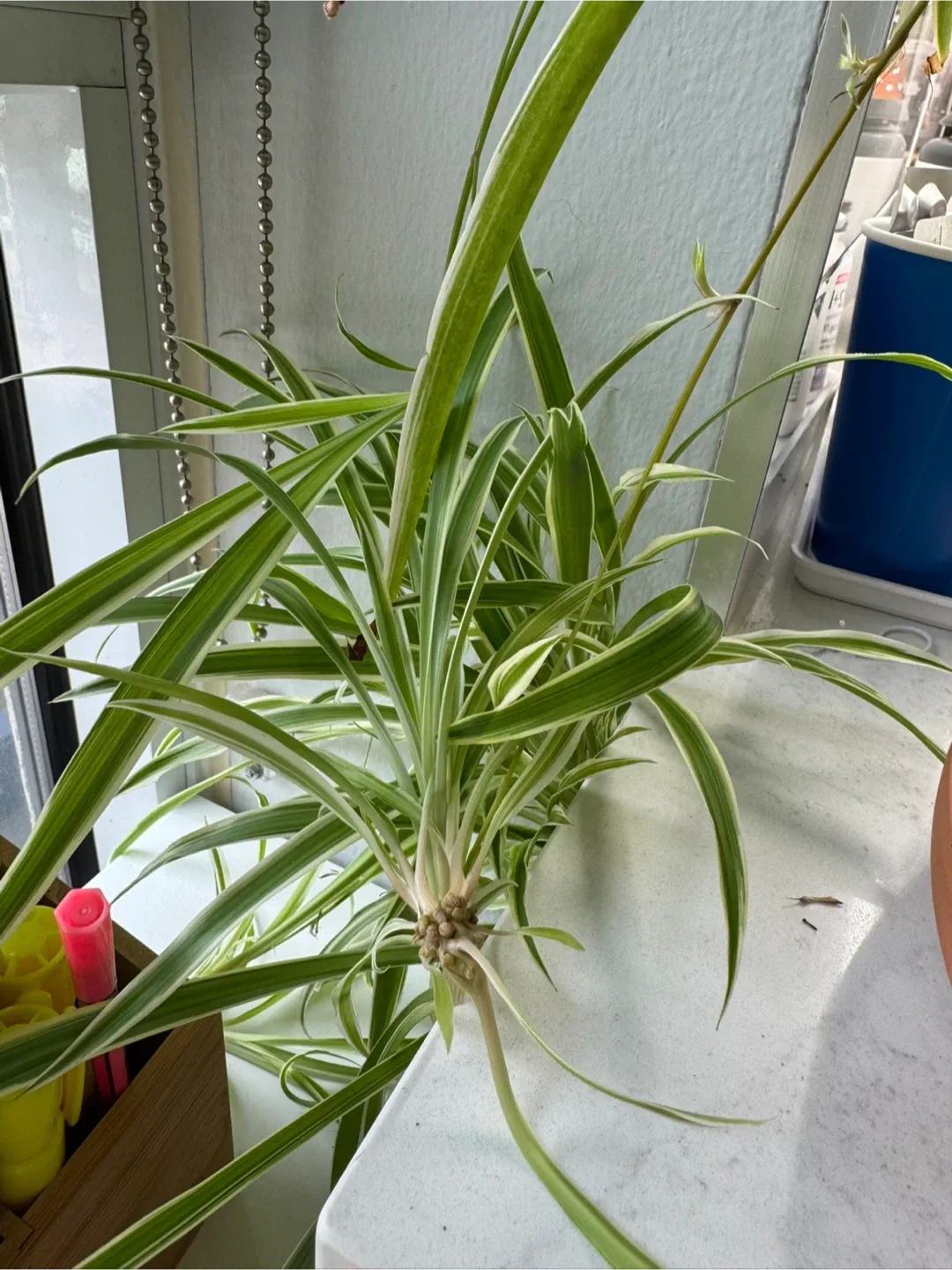Spider Plant babies