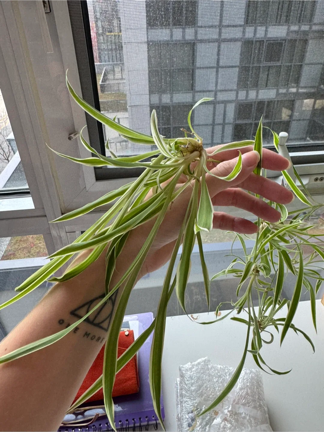 Spider Plant babies image indicator(2)