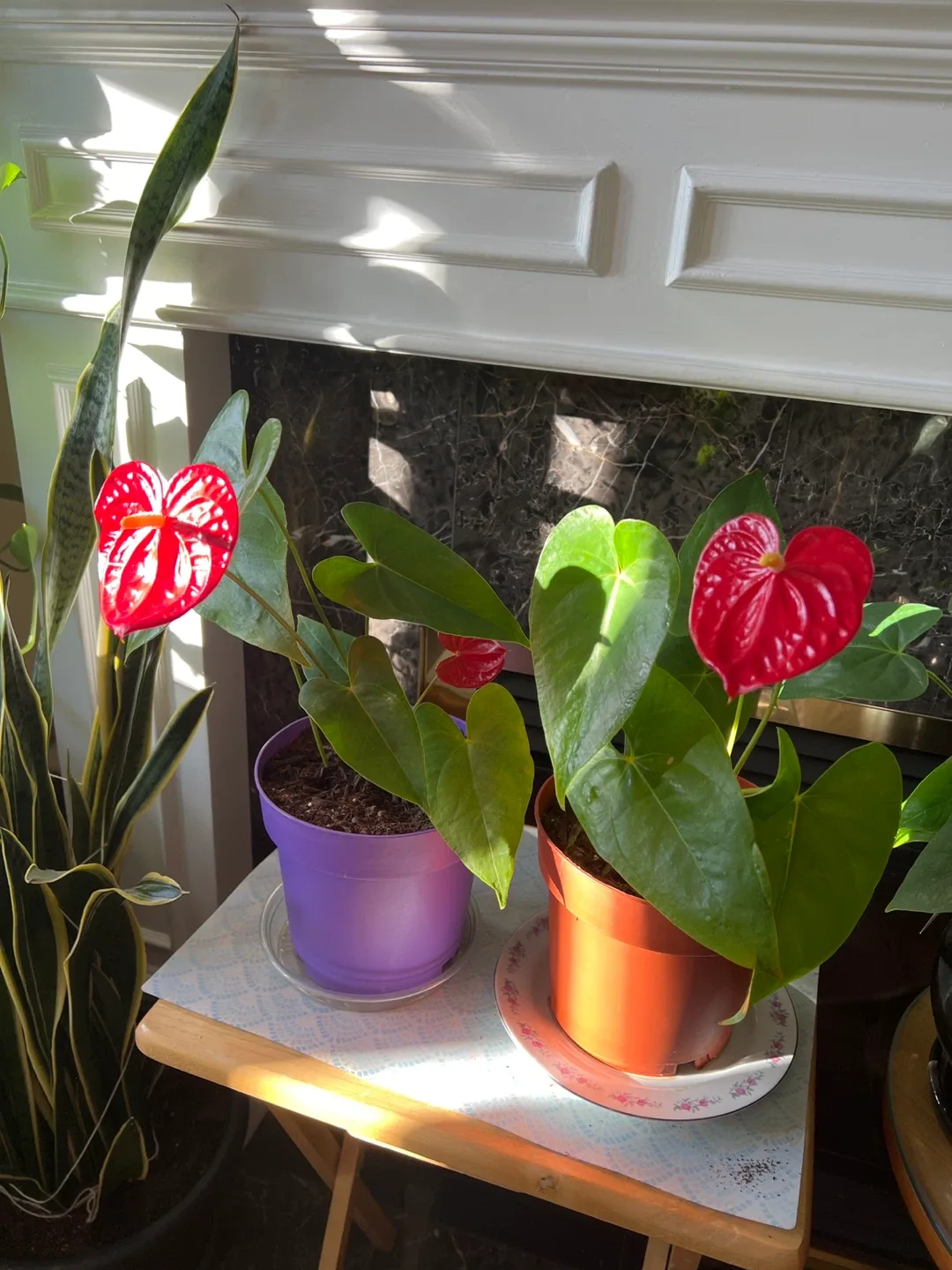 Potted Anthurium Plant image indicator(3)