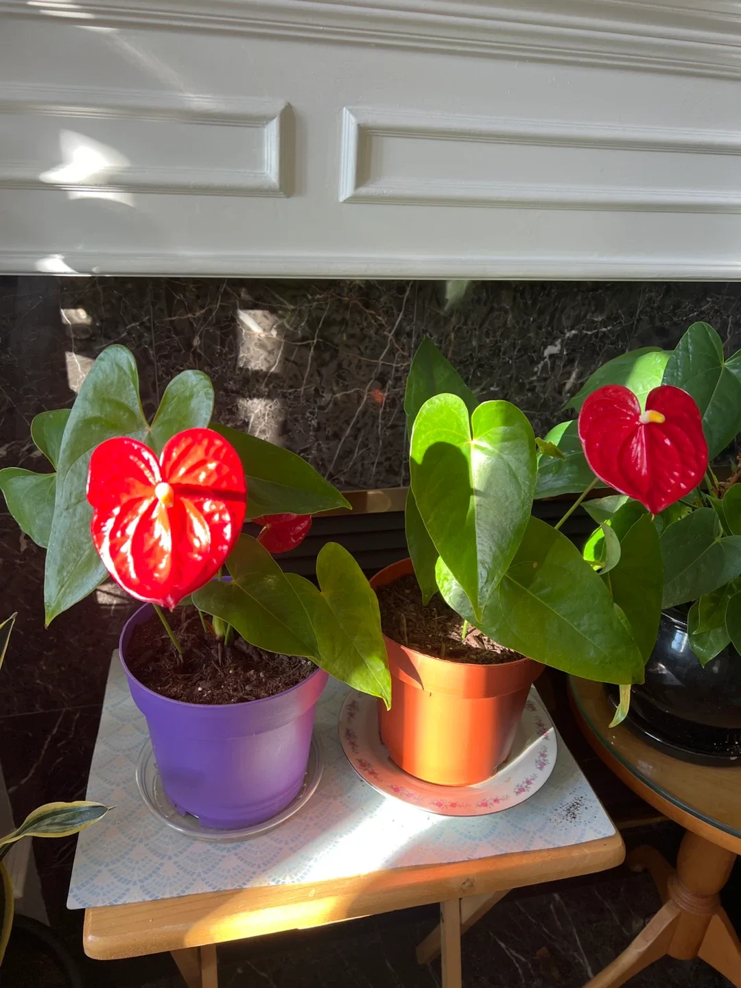 Potted Anthurium Plant
