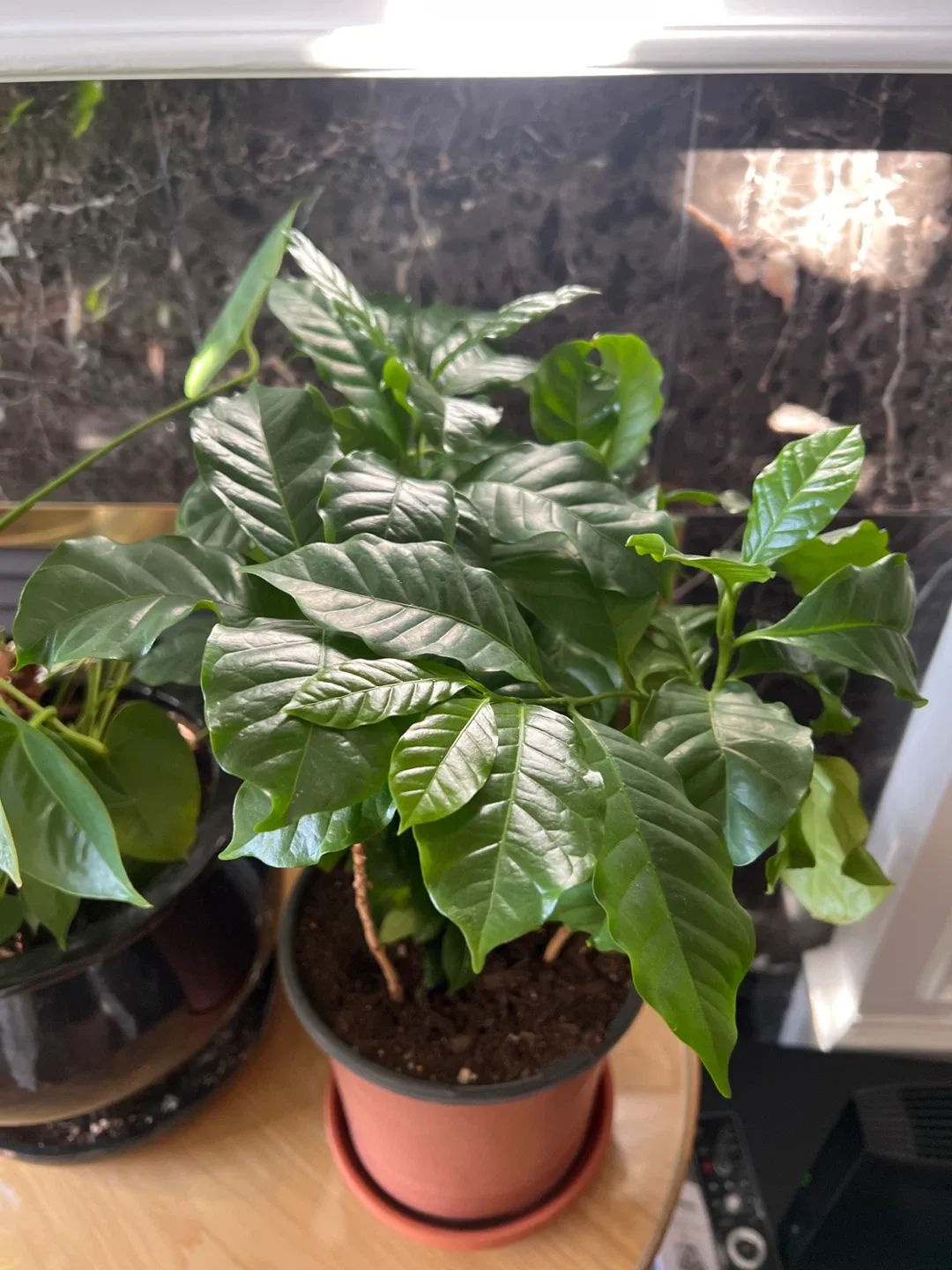 Potted Anthurium Plant image indicator(6)