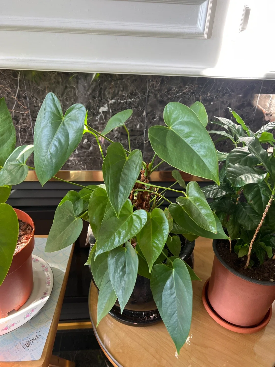 Potted Anthurium Plant image indicator(4)