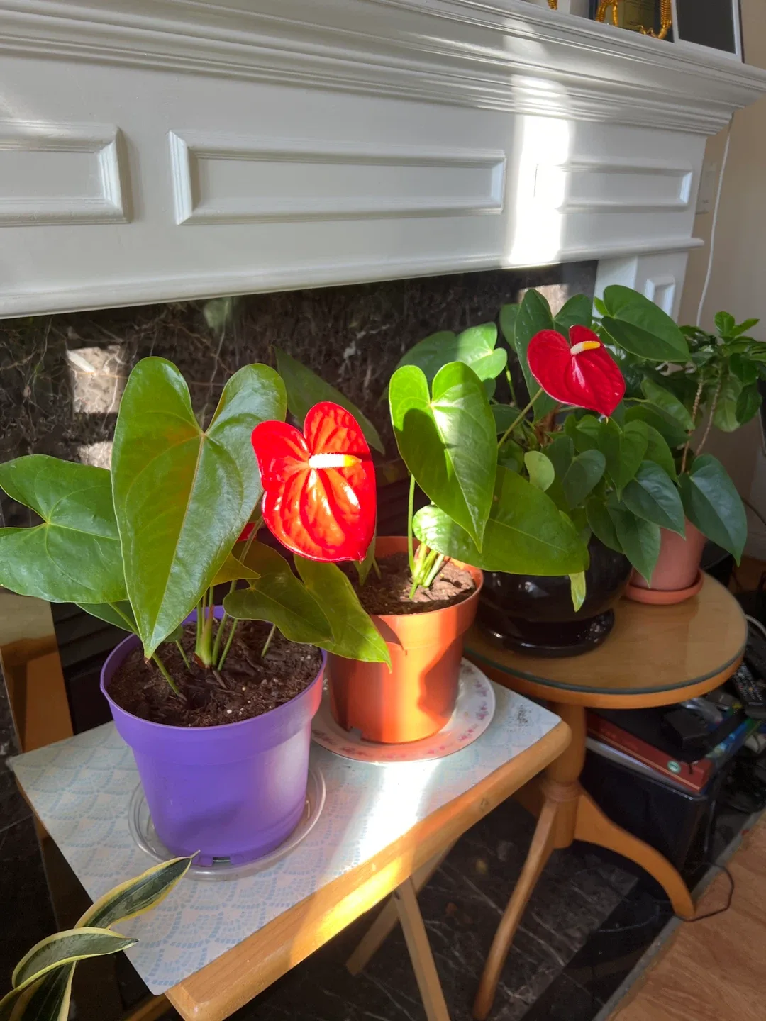 Potted Anthurium Plant image indicator(2)