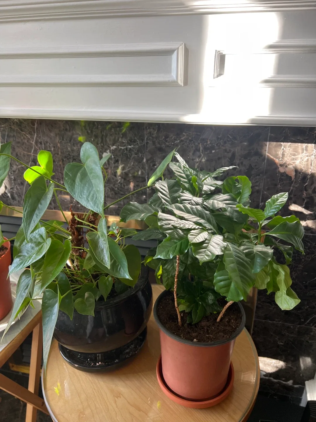 Potted Anthurium Plant image indicator(5)