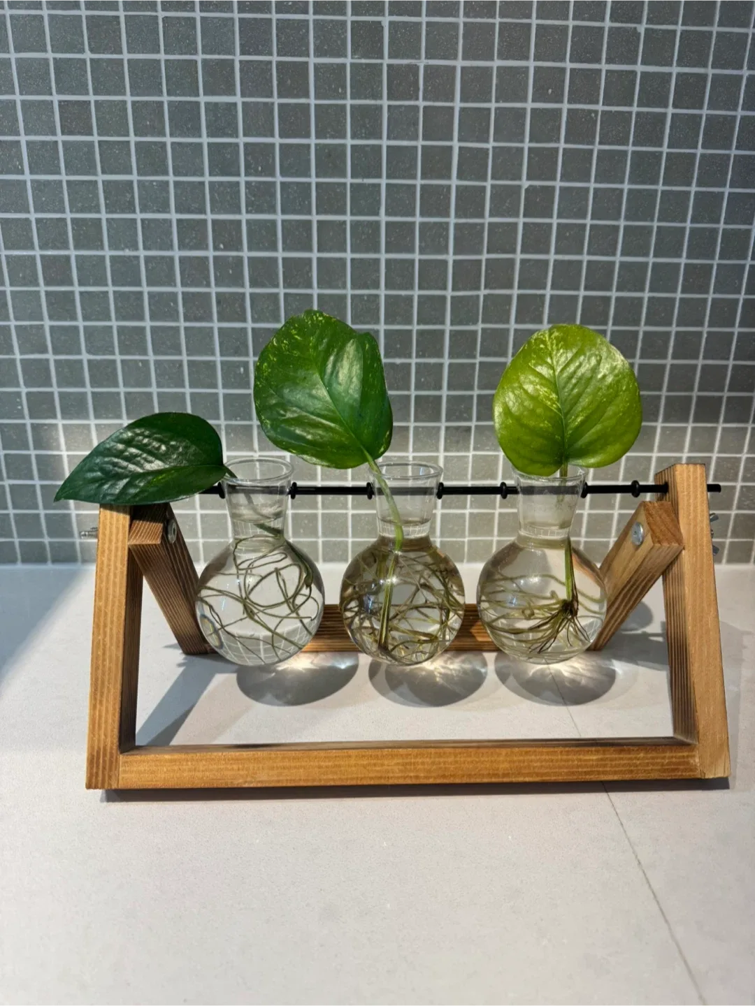 Bulb Propagation Station