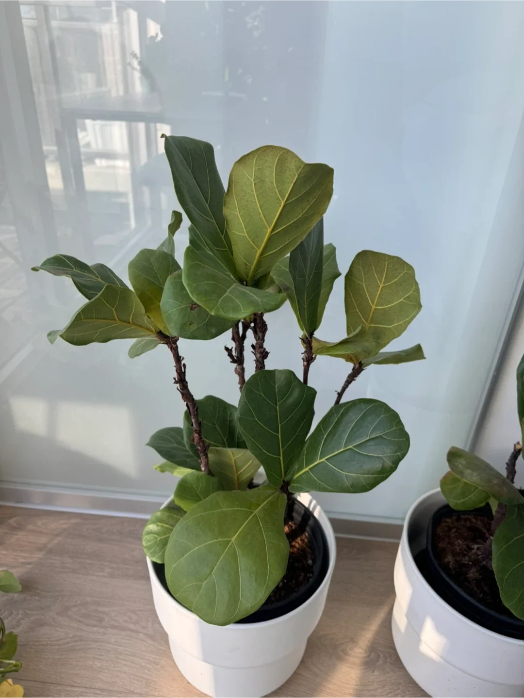 Fiddle Leaf Fig Plants image indicator(2)
