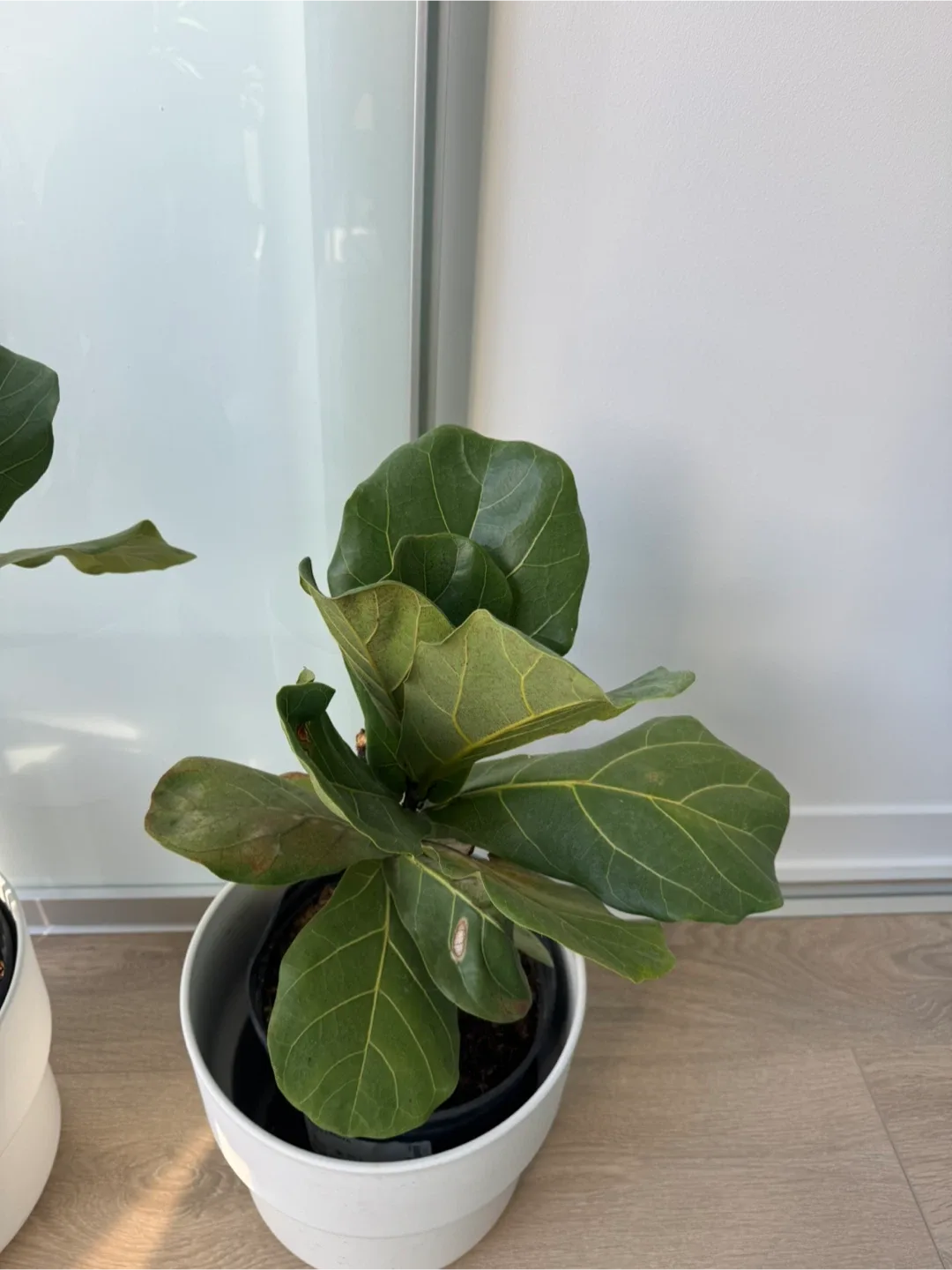 Fiddle Leaf Fig Plants image indicator(3)