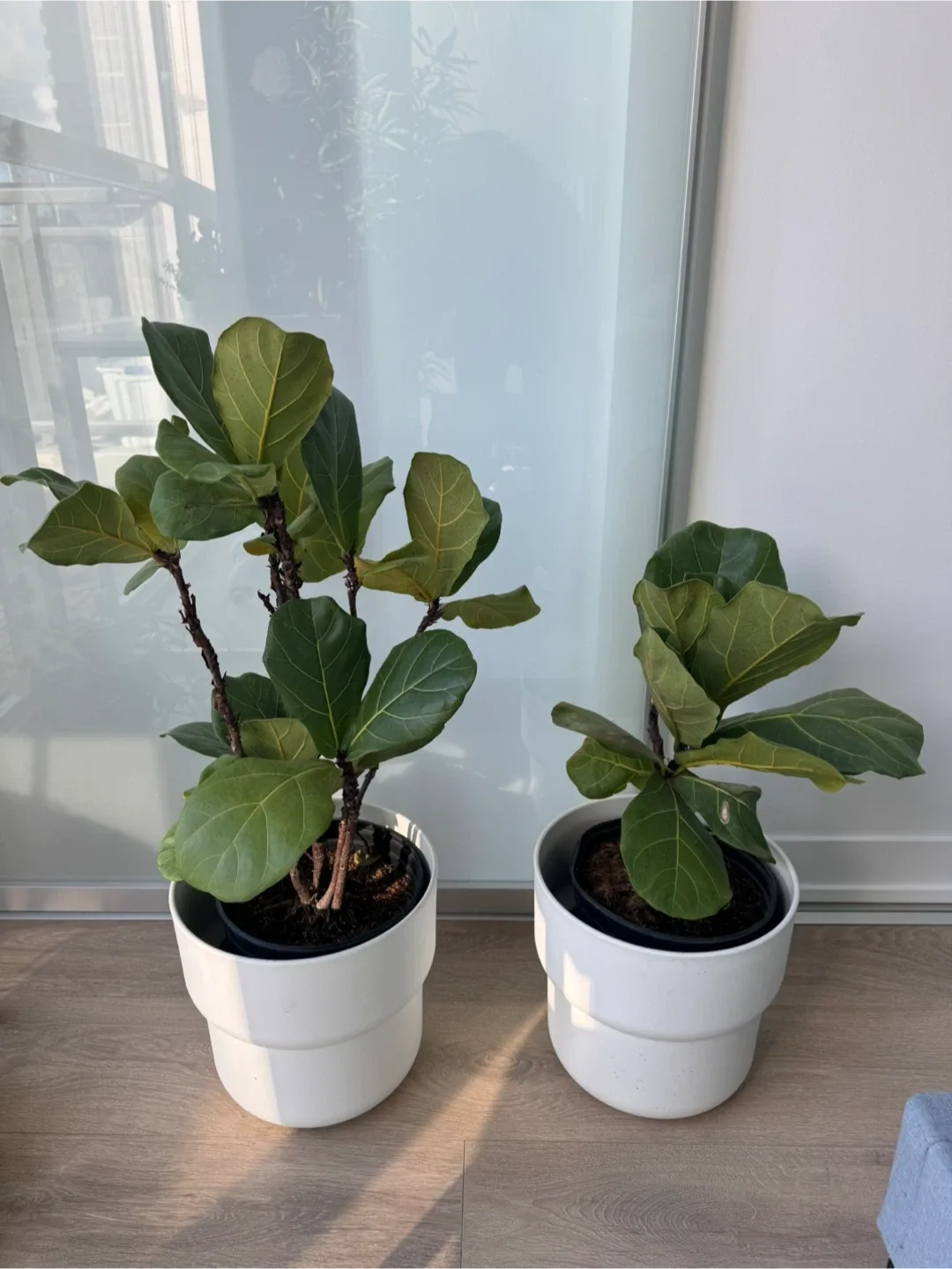 Fiddle Leaf Fig Plants