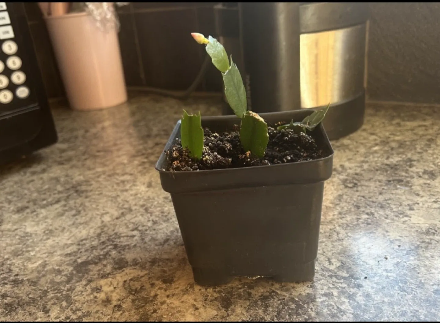 Potted Christmas Cactus Seedling