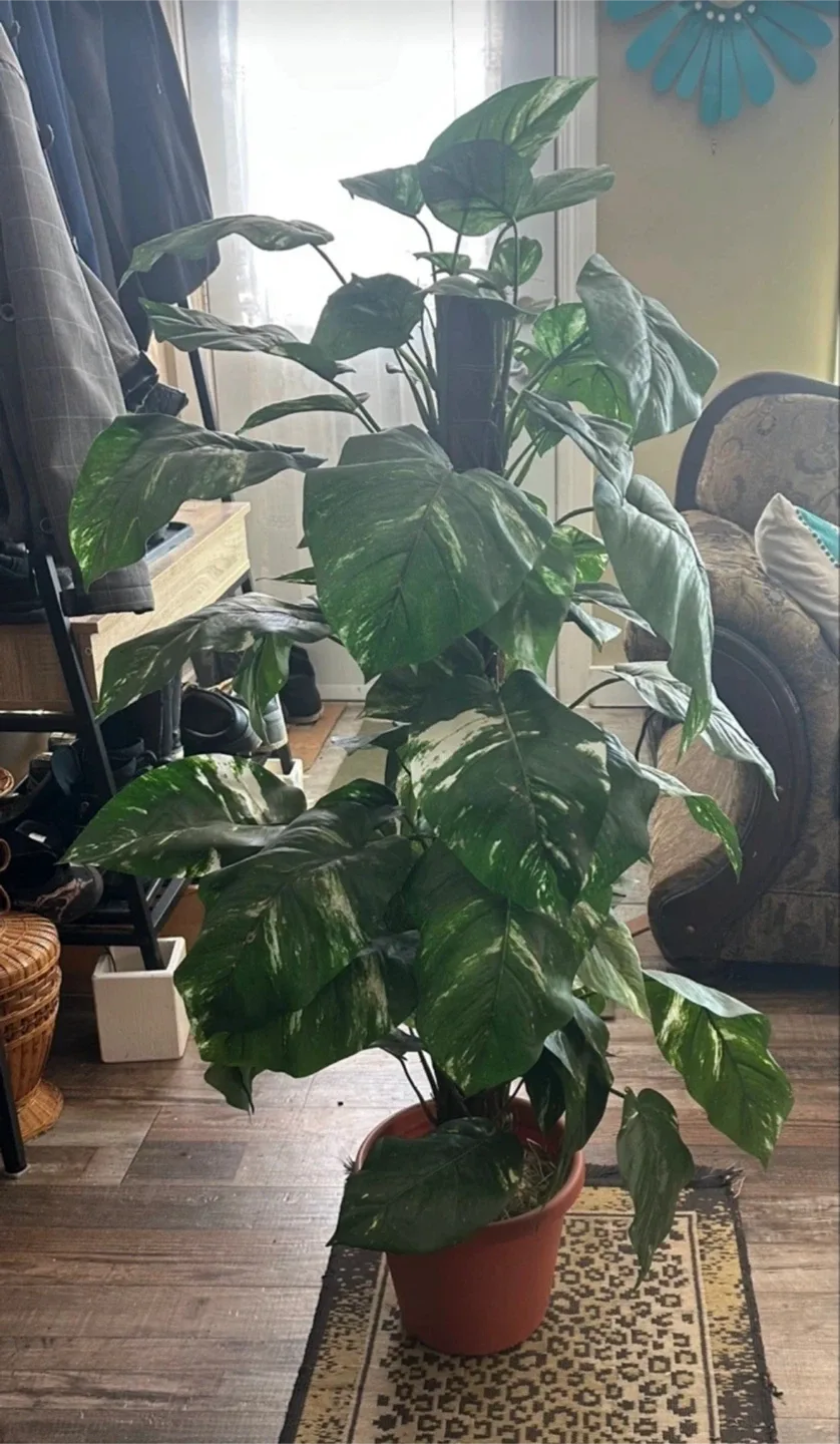 Philodendron Birkin Artifical plant