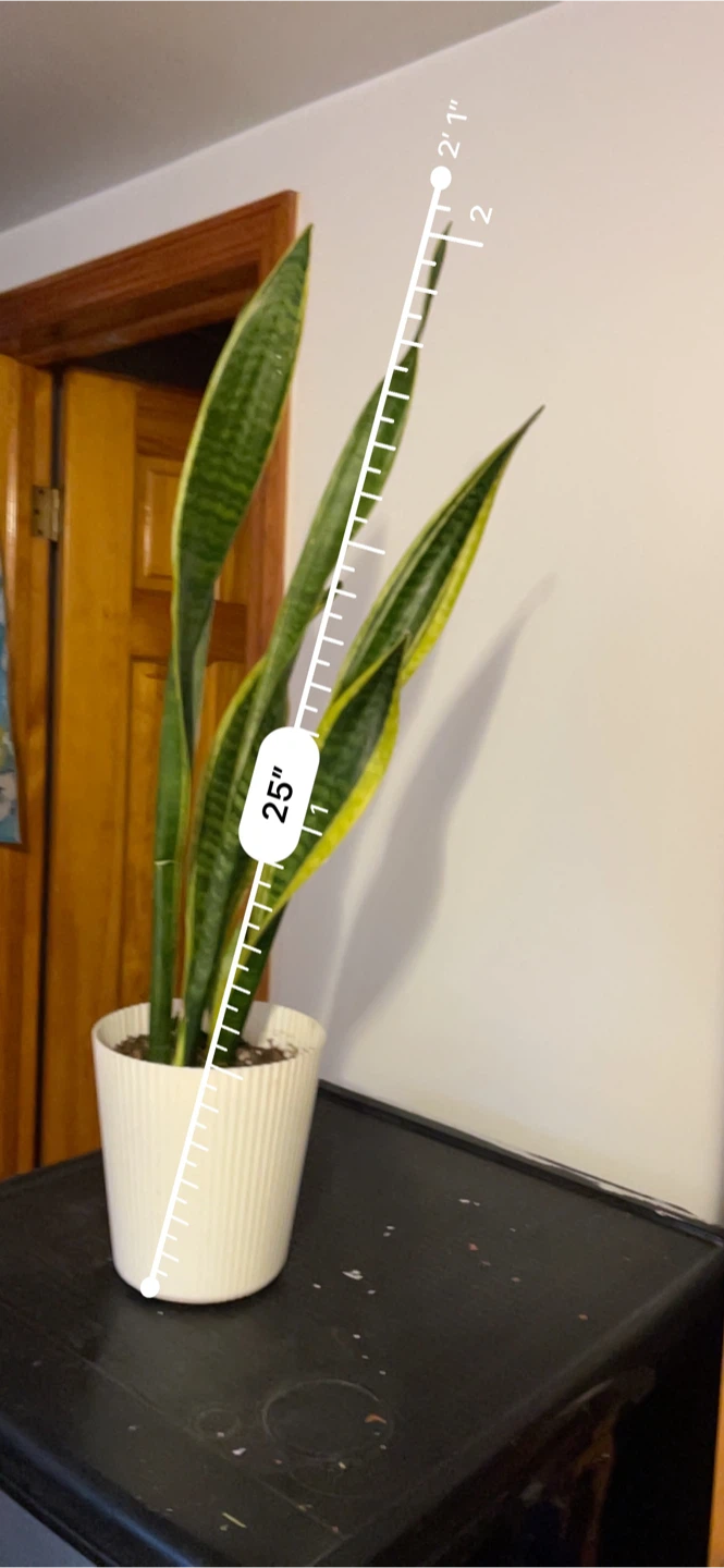 Snake Plant in White Pot - 25" Tall - photo 5