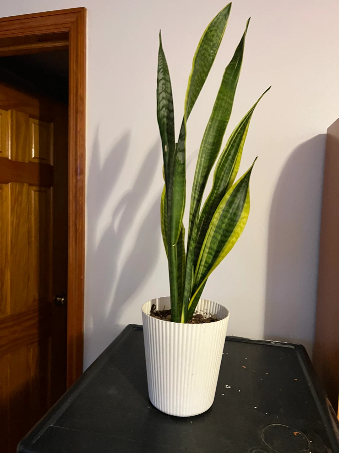 Snake Plant in White Pot - 25" Tall - photo 2